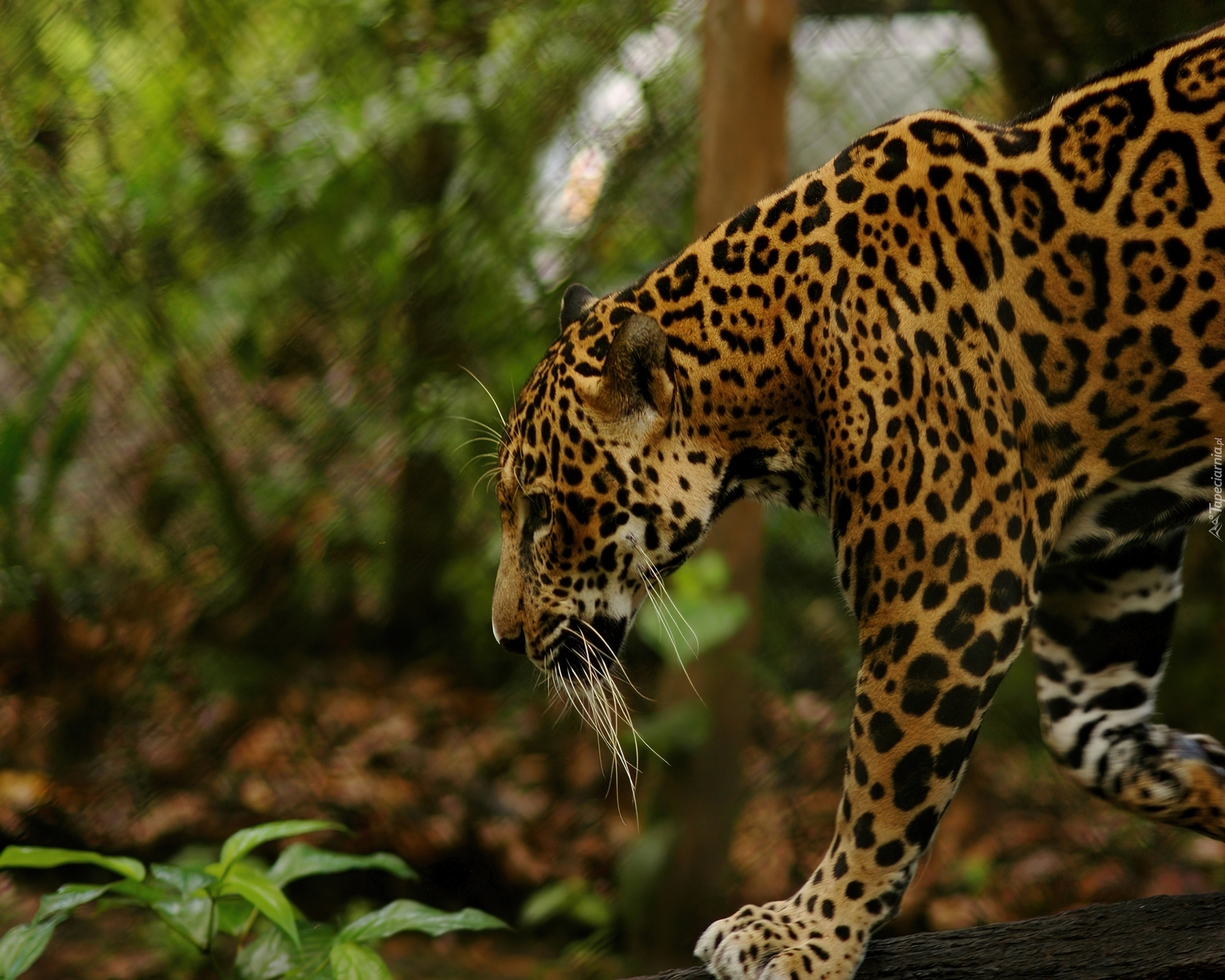 Jaguar