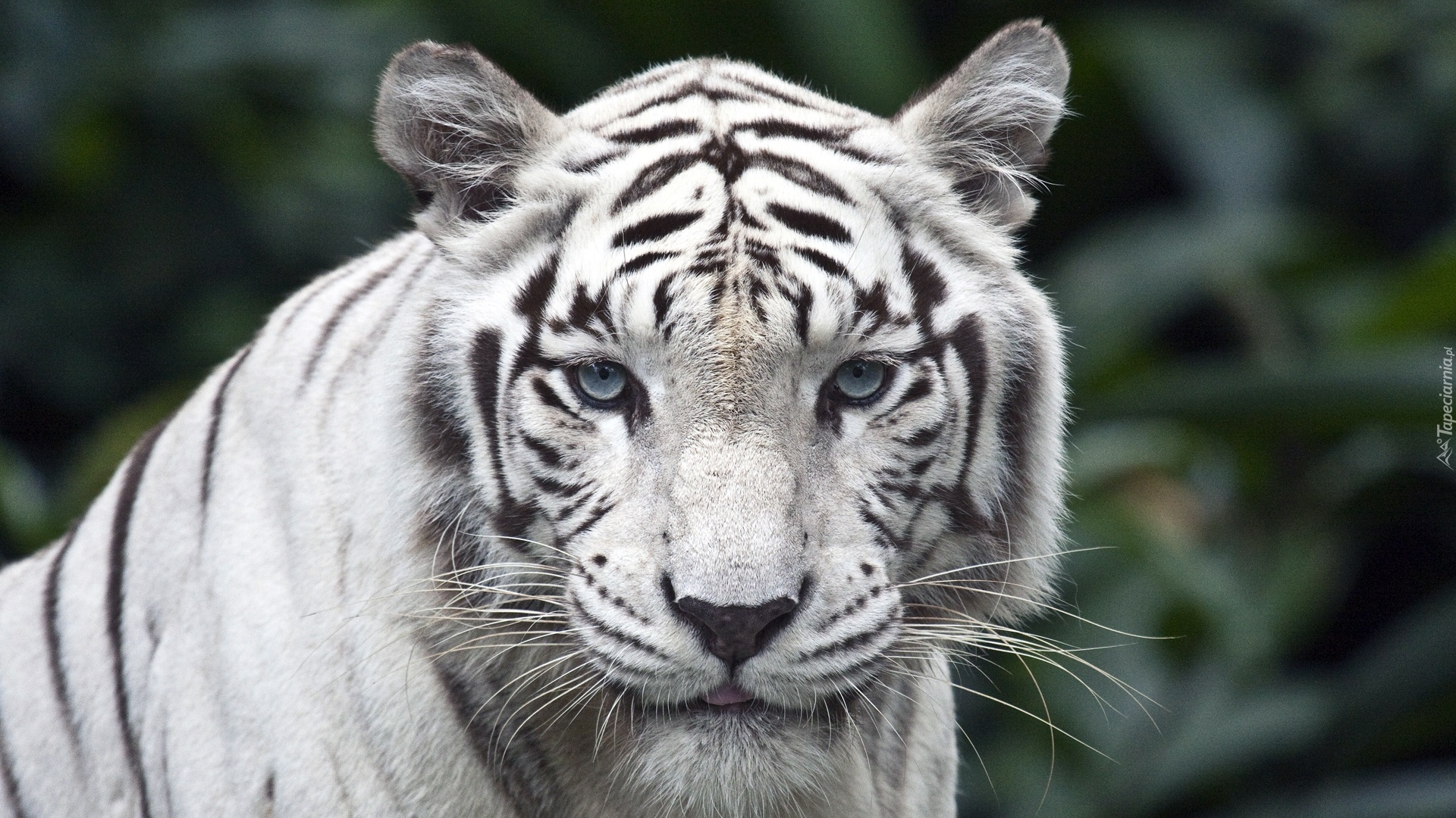 Biały, Drapieżny, Tygrys
