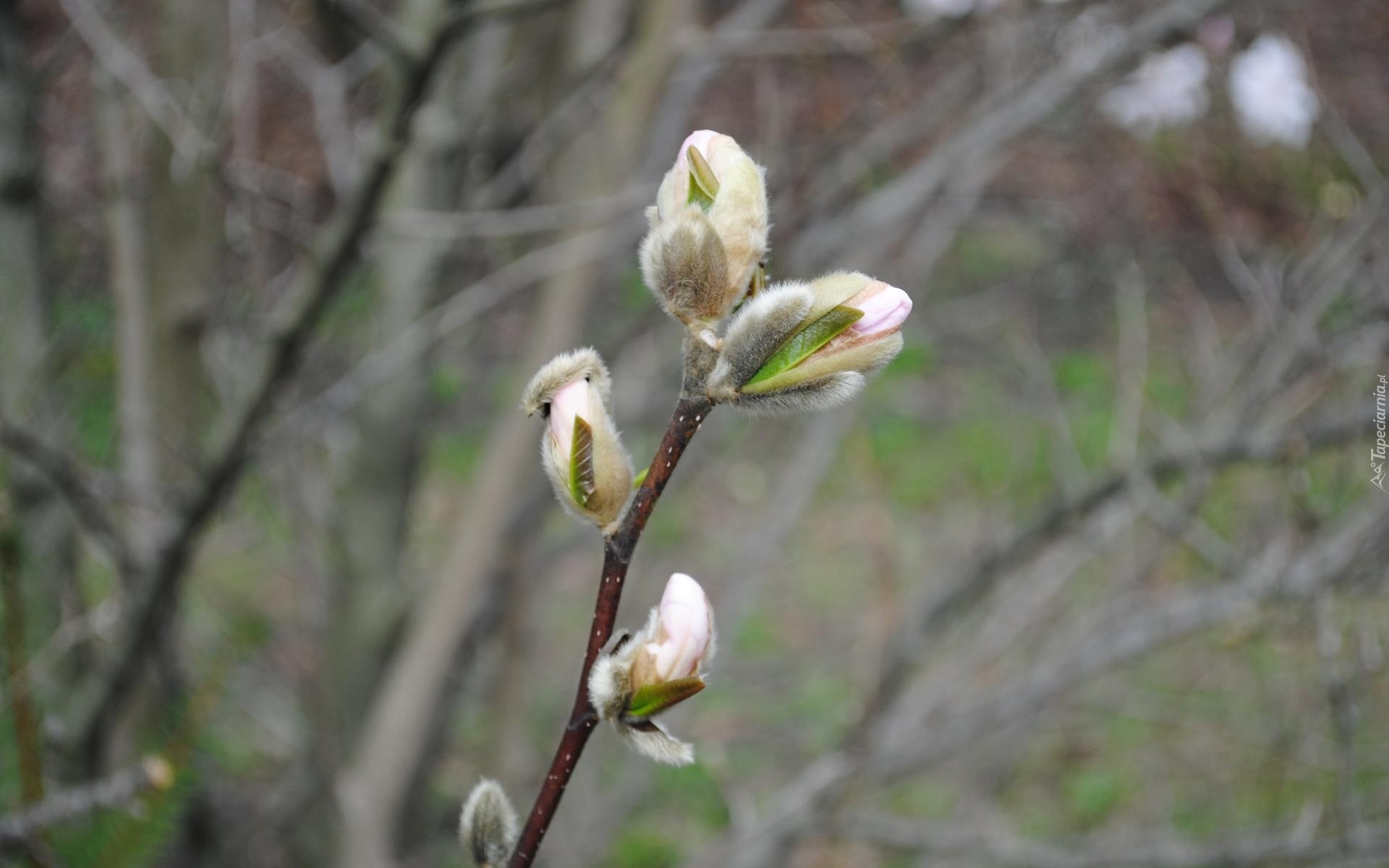 Rozkwitająca, Magnolia