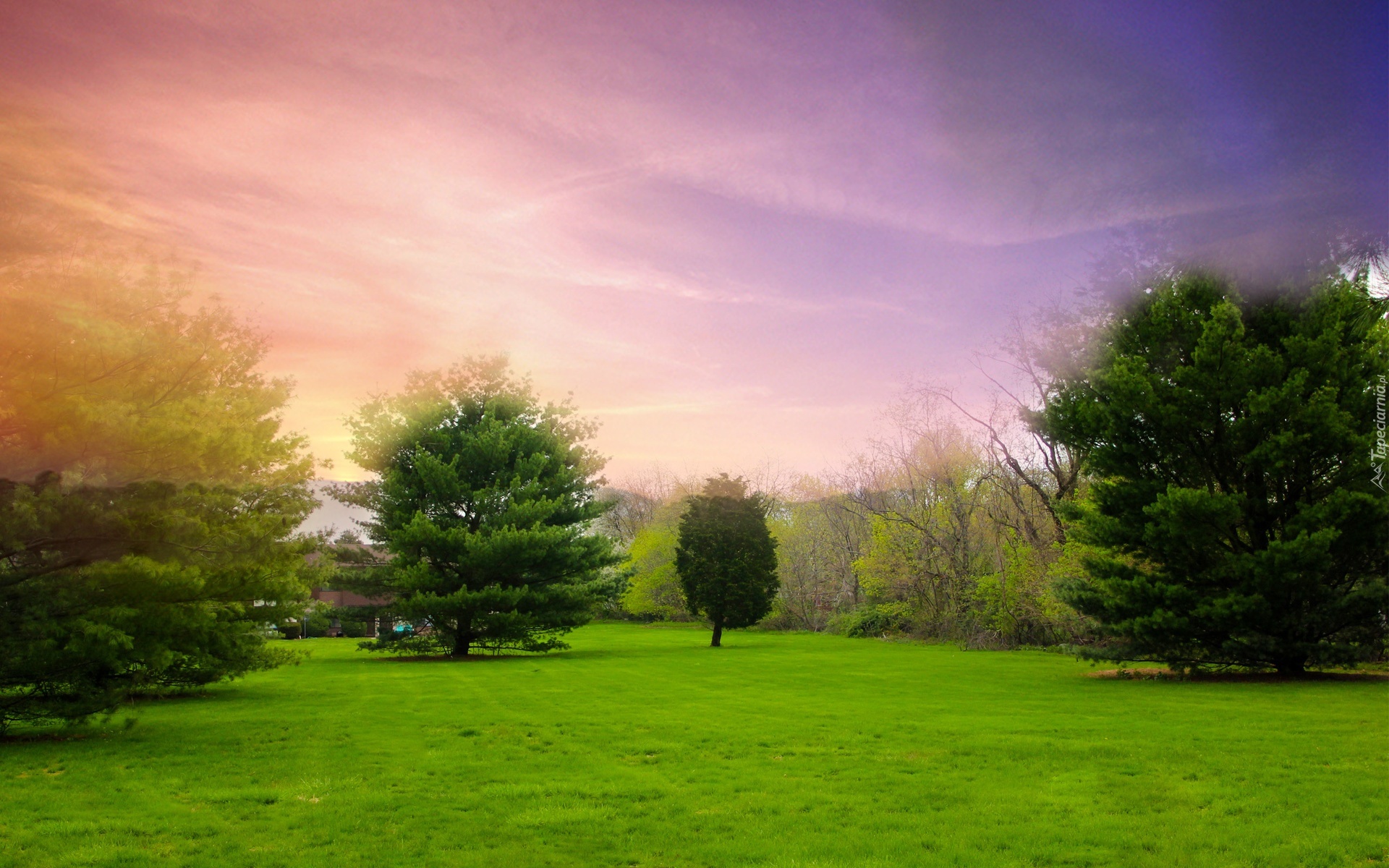 Park, Zielone, Drzewa, Krzewy
