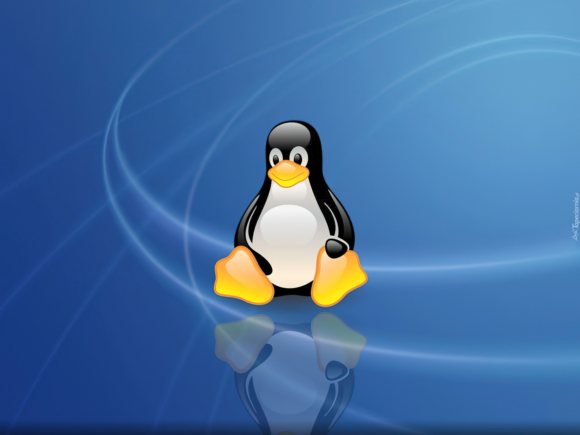 Linux, Niebieskie, Tło, Pingwin