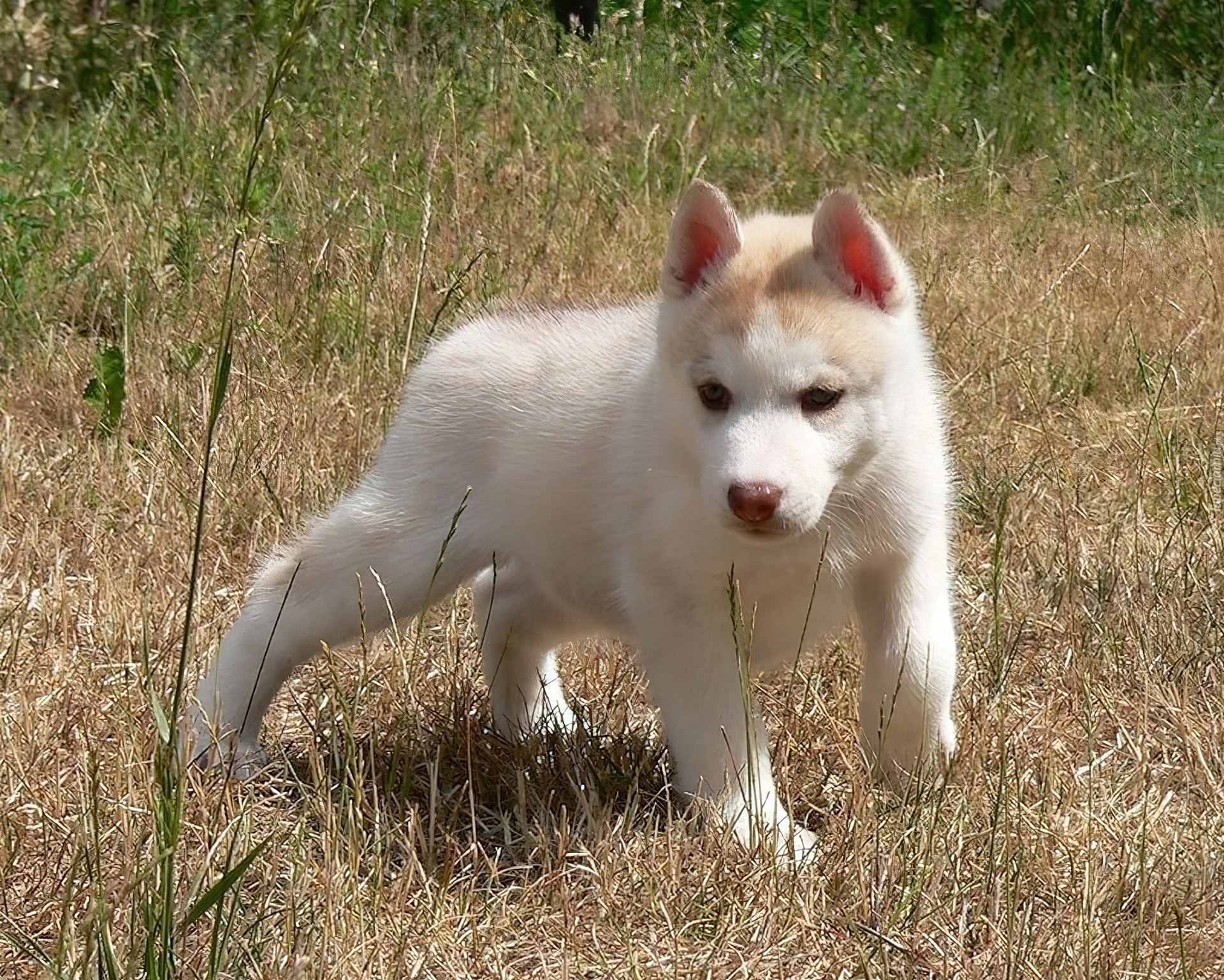 Siberian Husky, Szczeniak