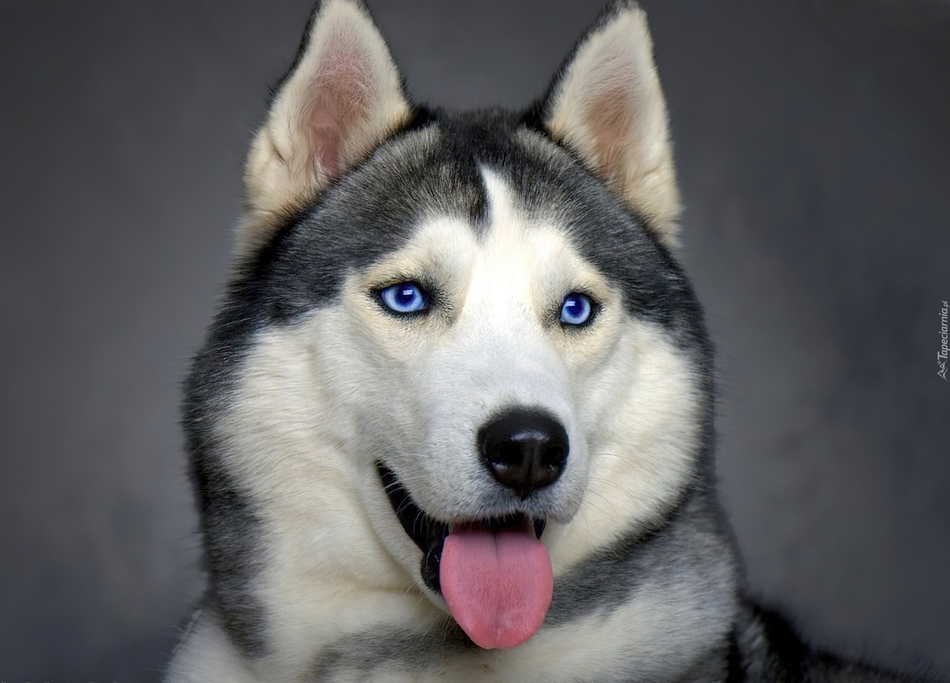 Siberian Husky