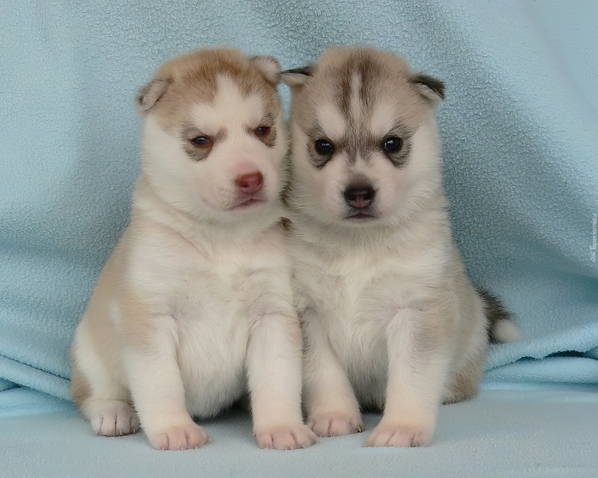 Siberian Husky, Szczeniaki