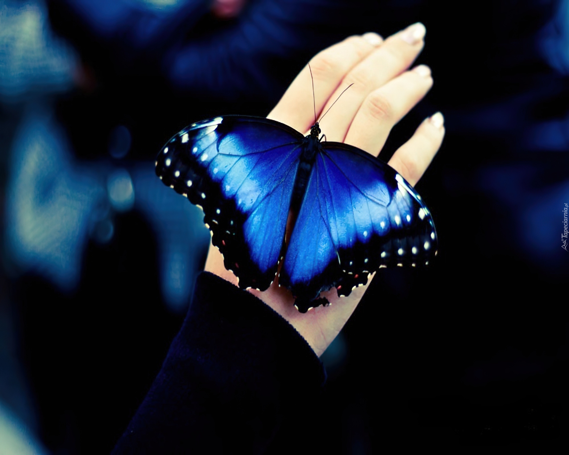 Ręka, Niebieski, Motyl