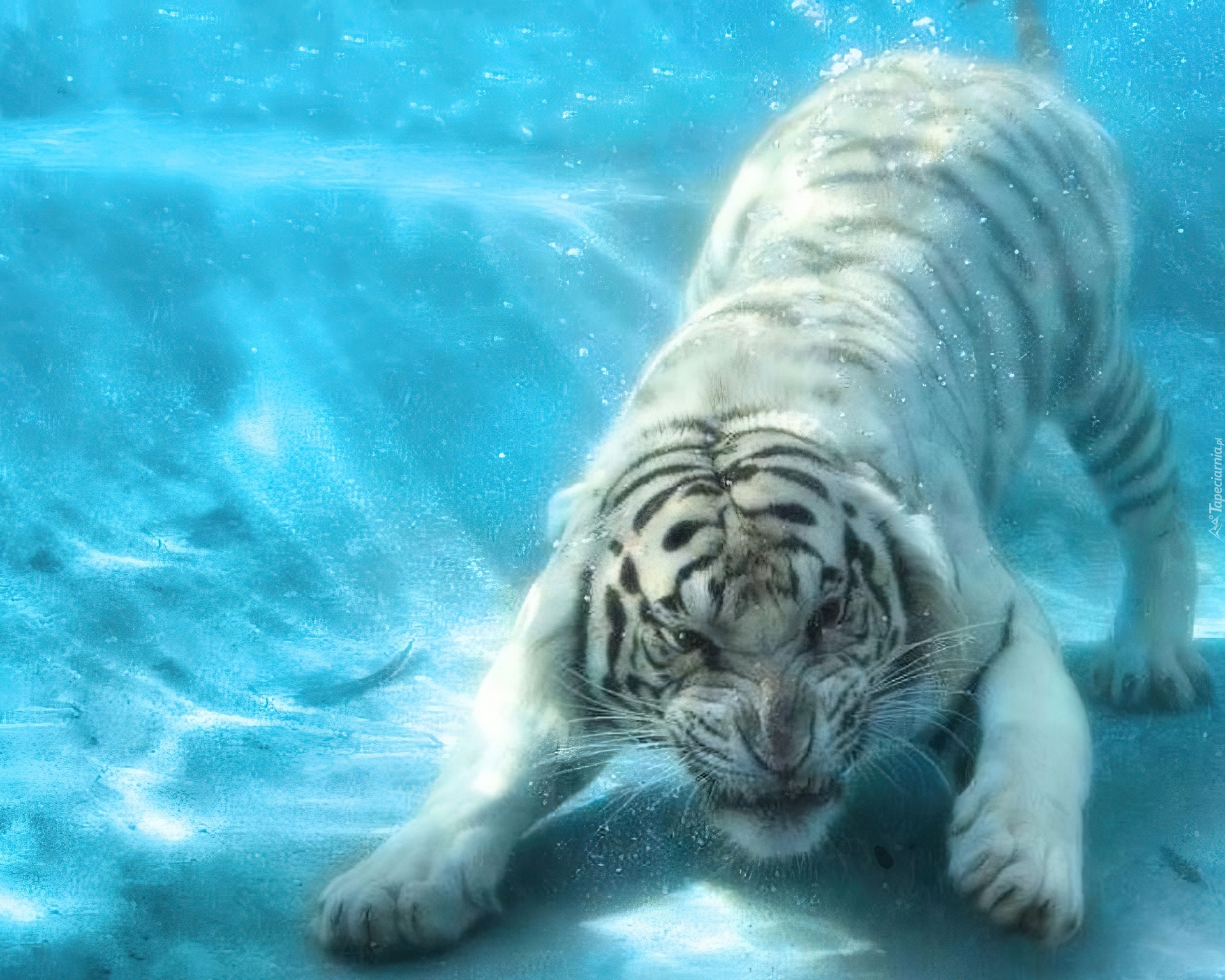 Biały, Tygrys, Woda