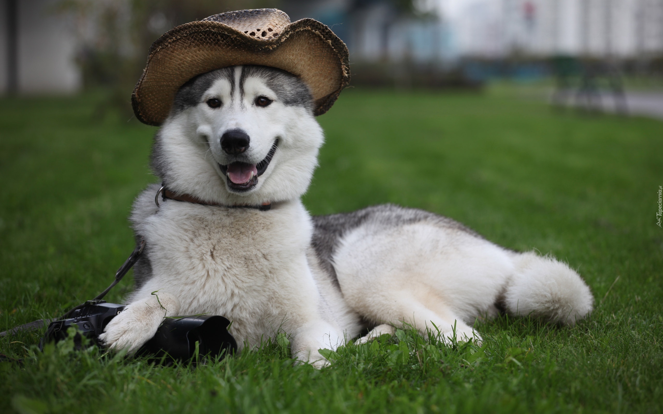 Siberian Husky, Kapelusz