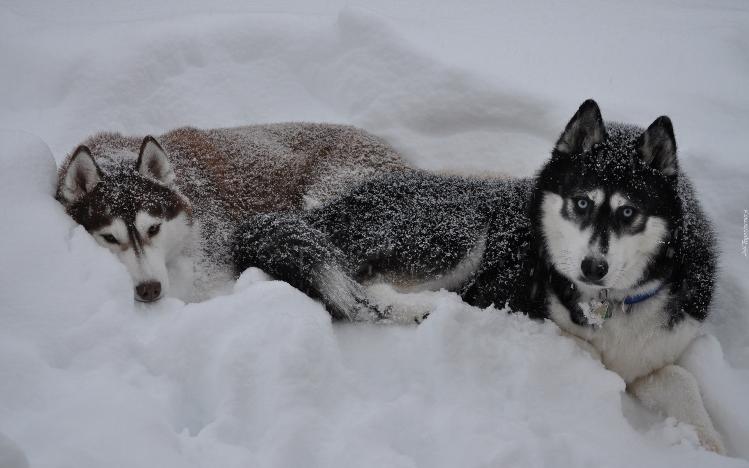 Siberian Husky, Psy, Śnieg, Zima