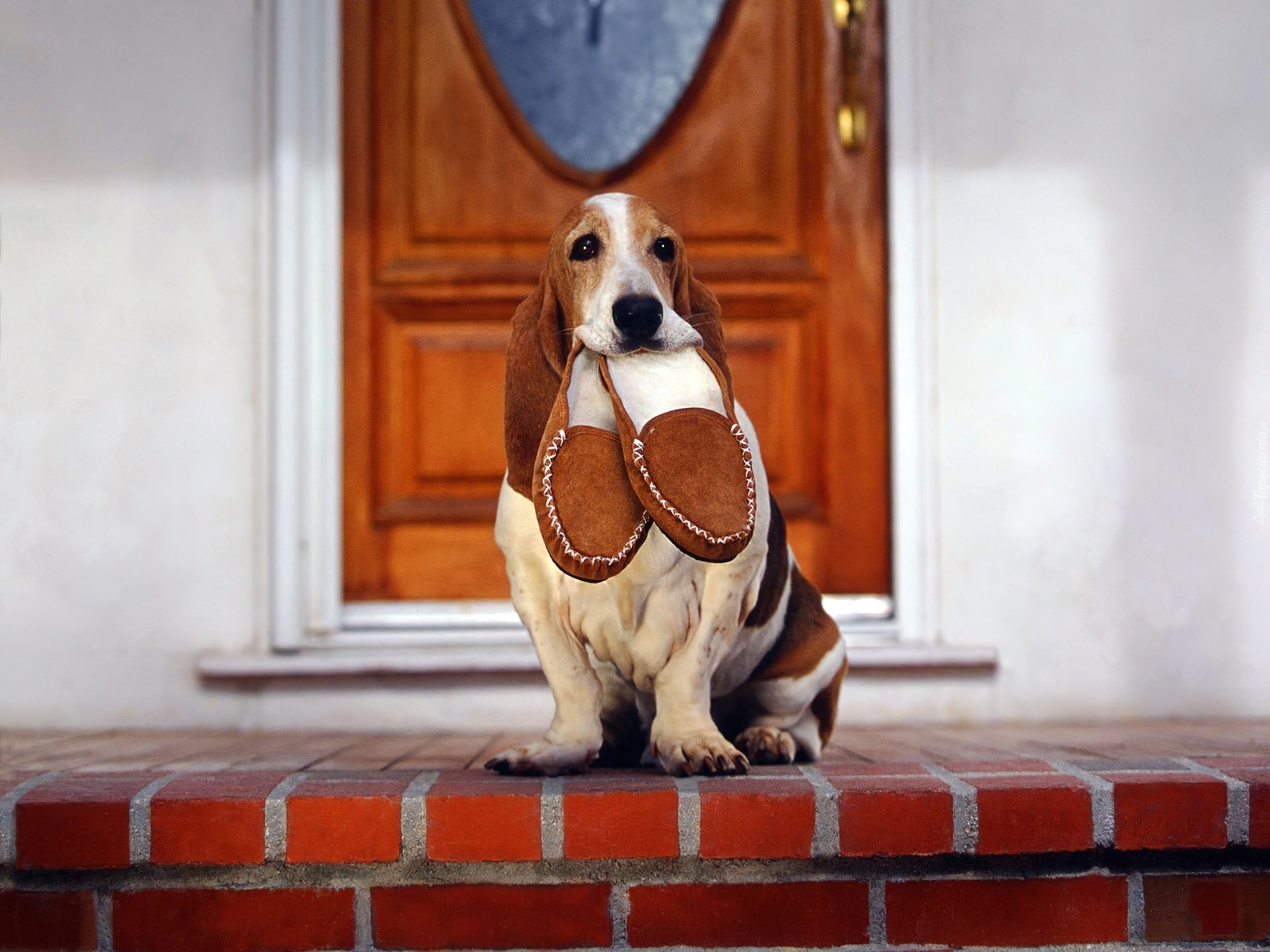 Kapcie, Basset Hound