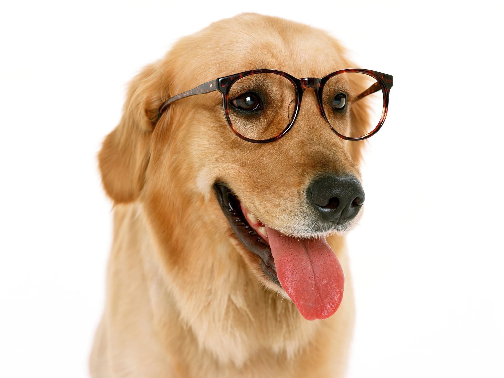 Golden, Retriever, Okulary, Język