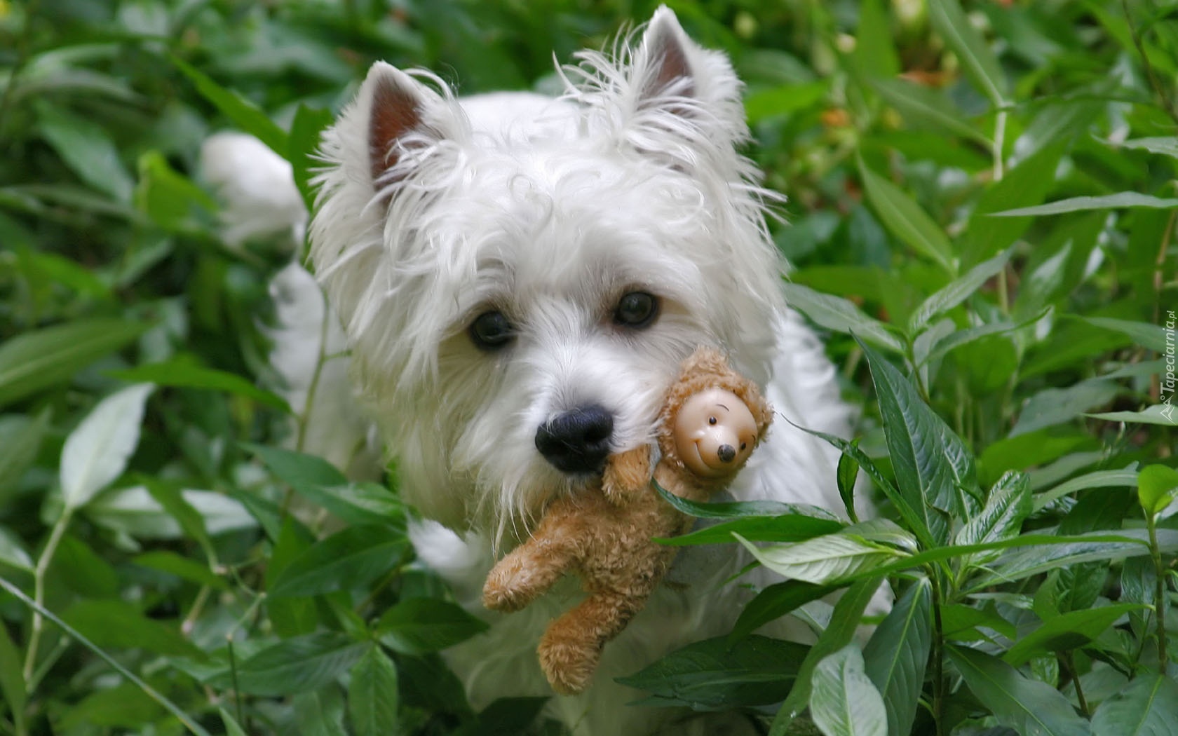 West Highland White Terrier, Zabawka