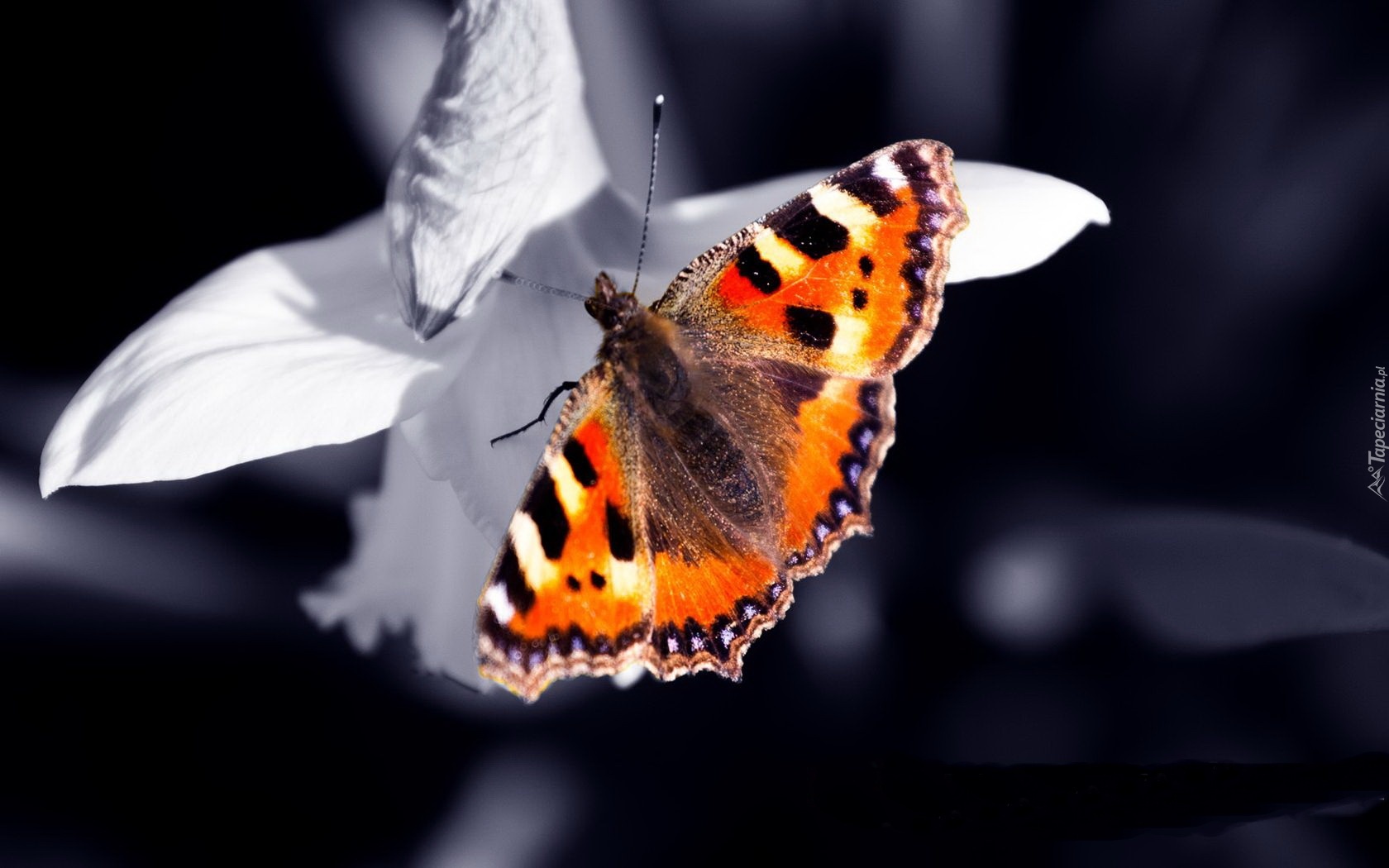 Motyl, Białe, Płatki