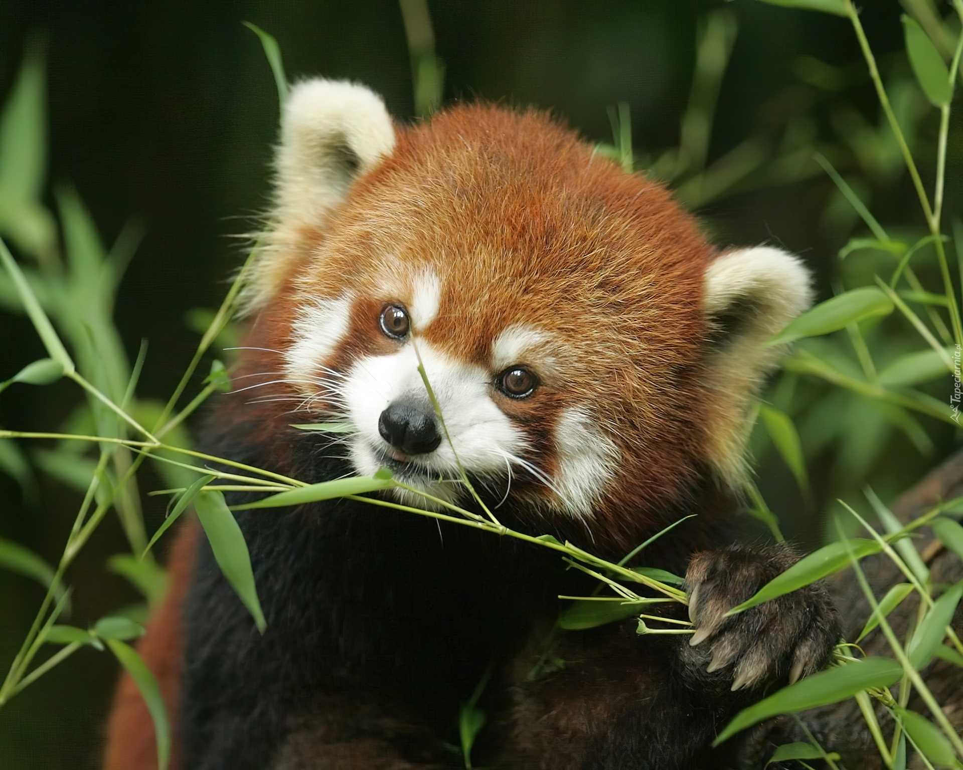 Panda, Czerwona, Pandka ruda