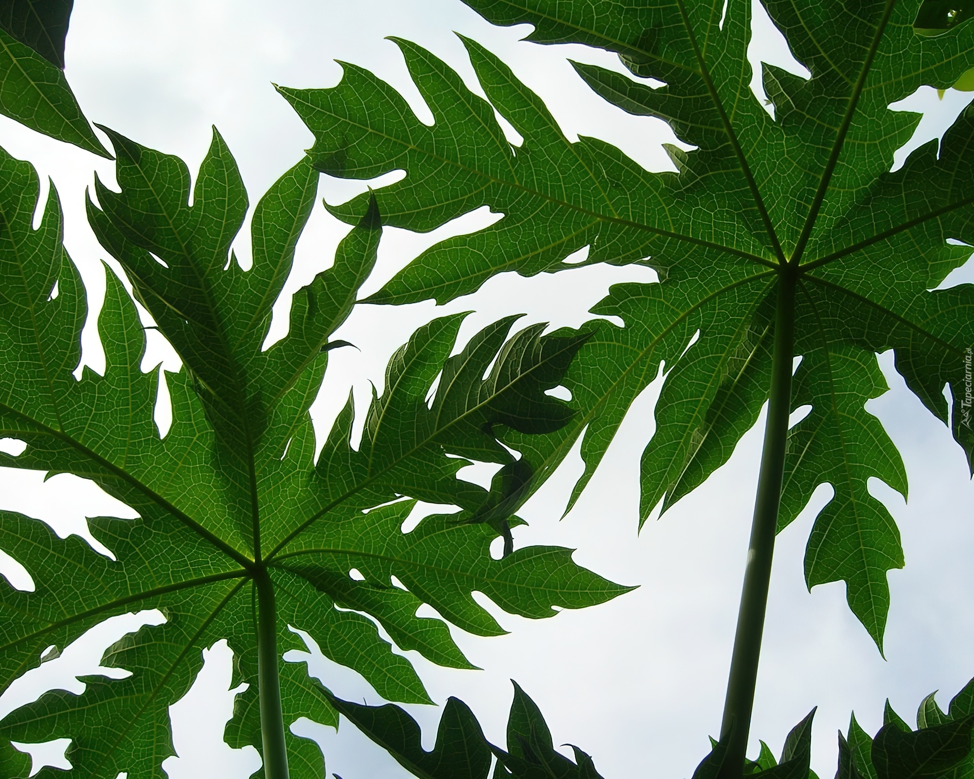 Песня лист зеленый лист резной. Фатсия японская. Филодендрон Селло. Листья папайи. Шефлера с резными листьями.