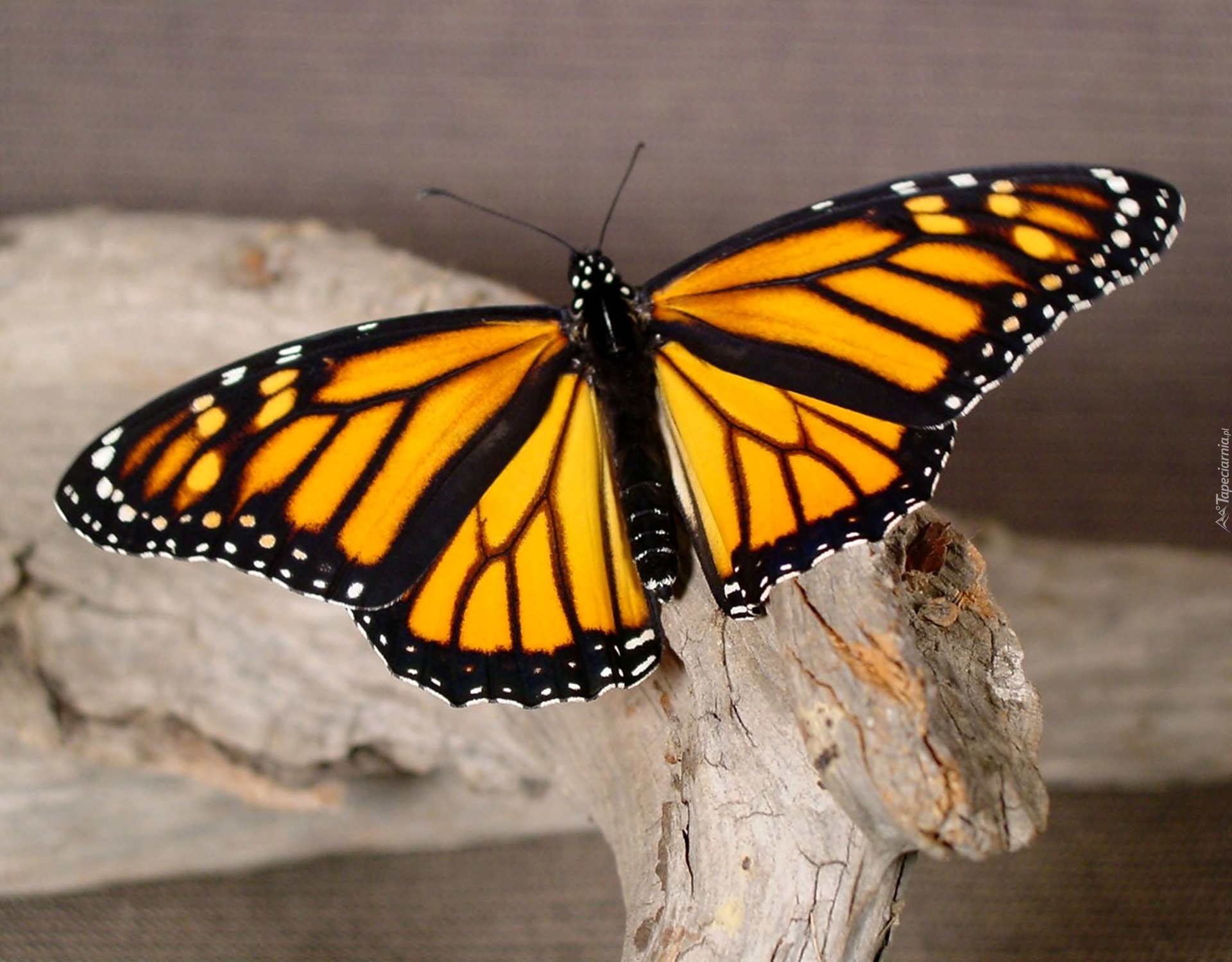 Żółto, Czarny, Motyl