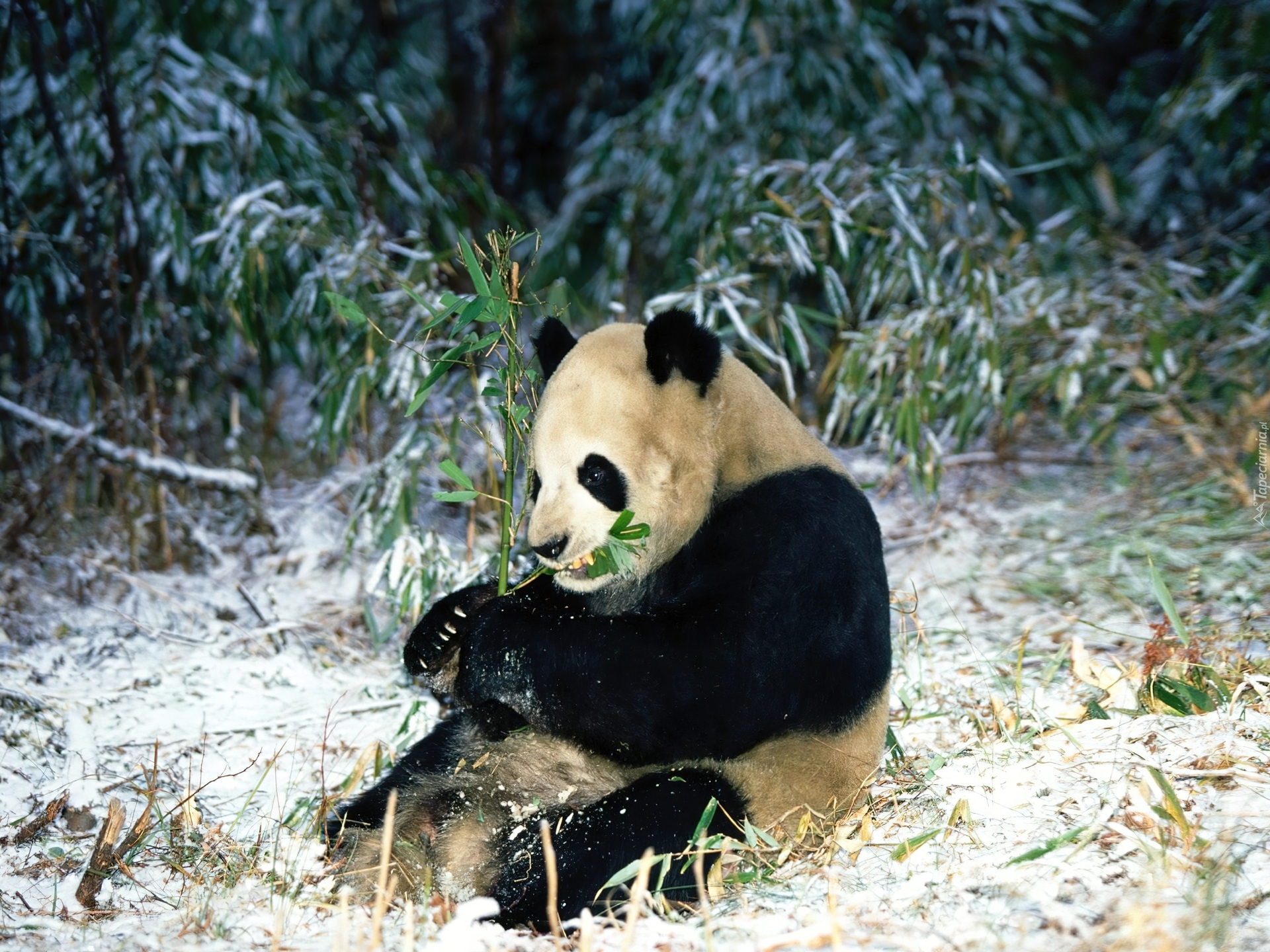 Panda, Pożywienie