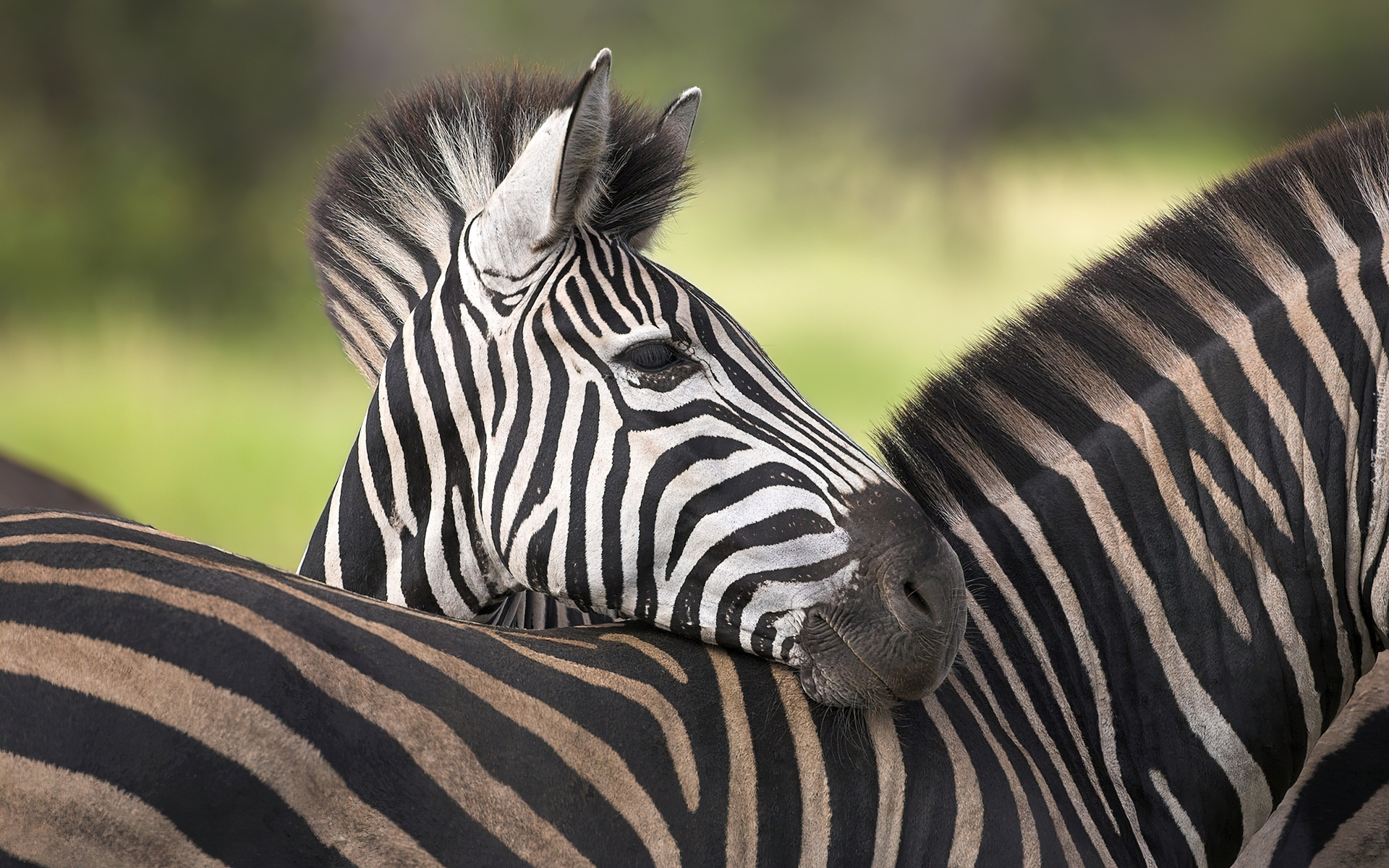 Zebra, Pasy