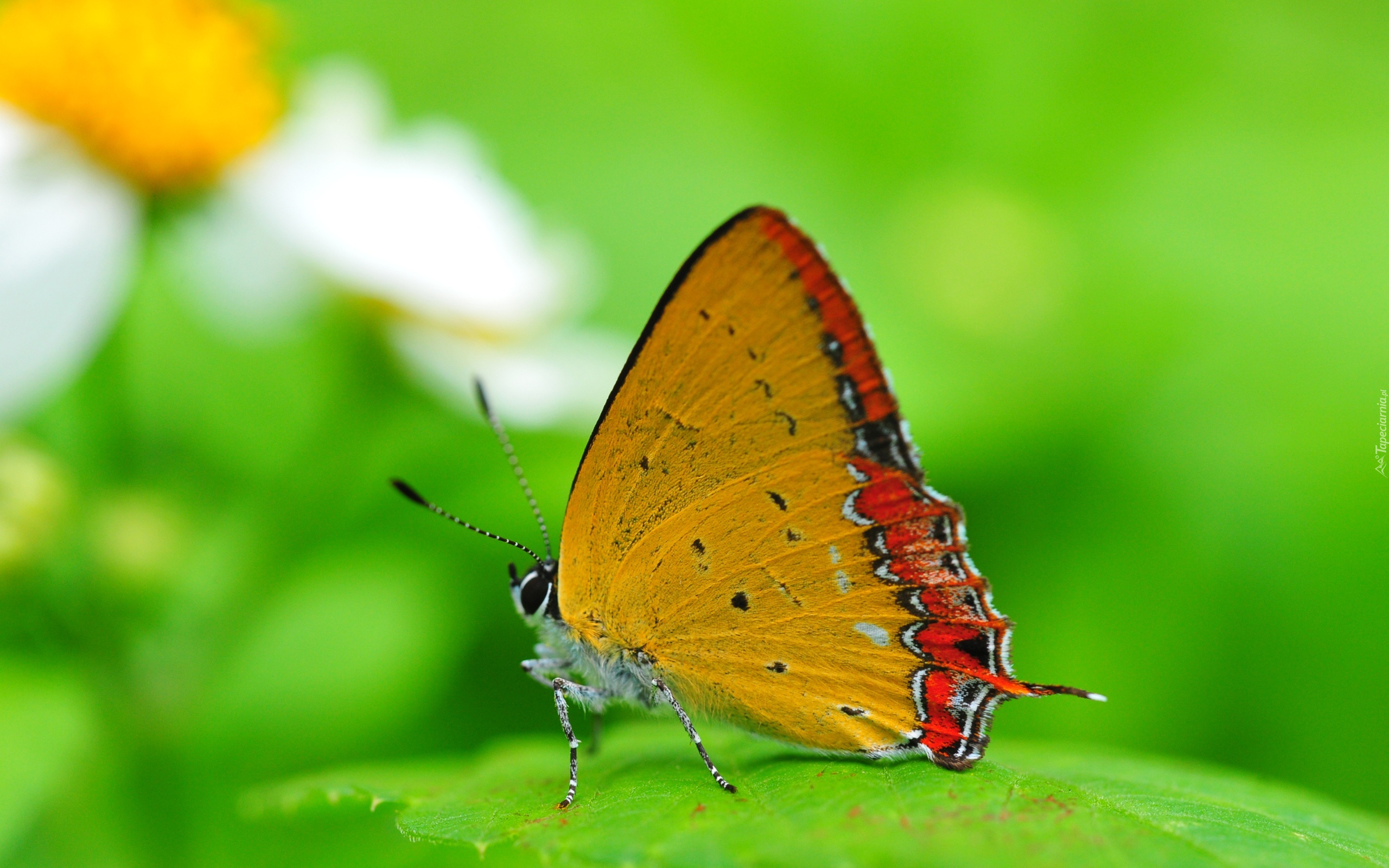 Dwukolorowy, Motyl, Liść