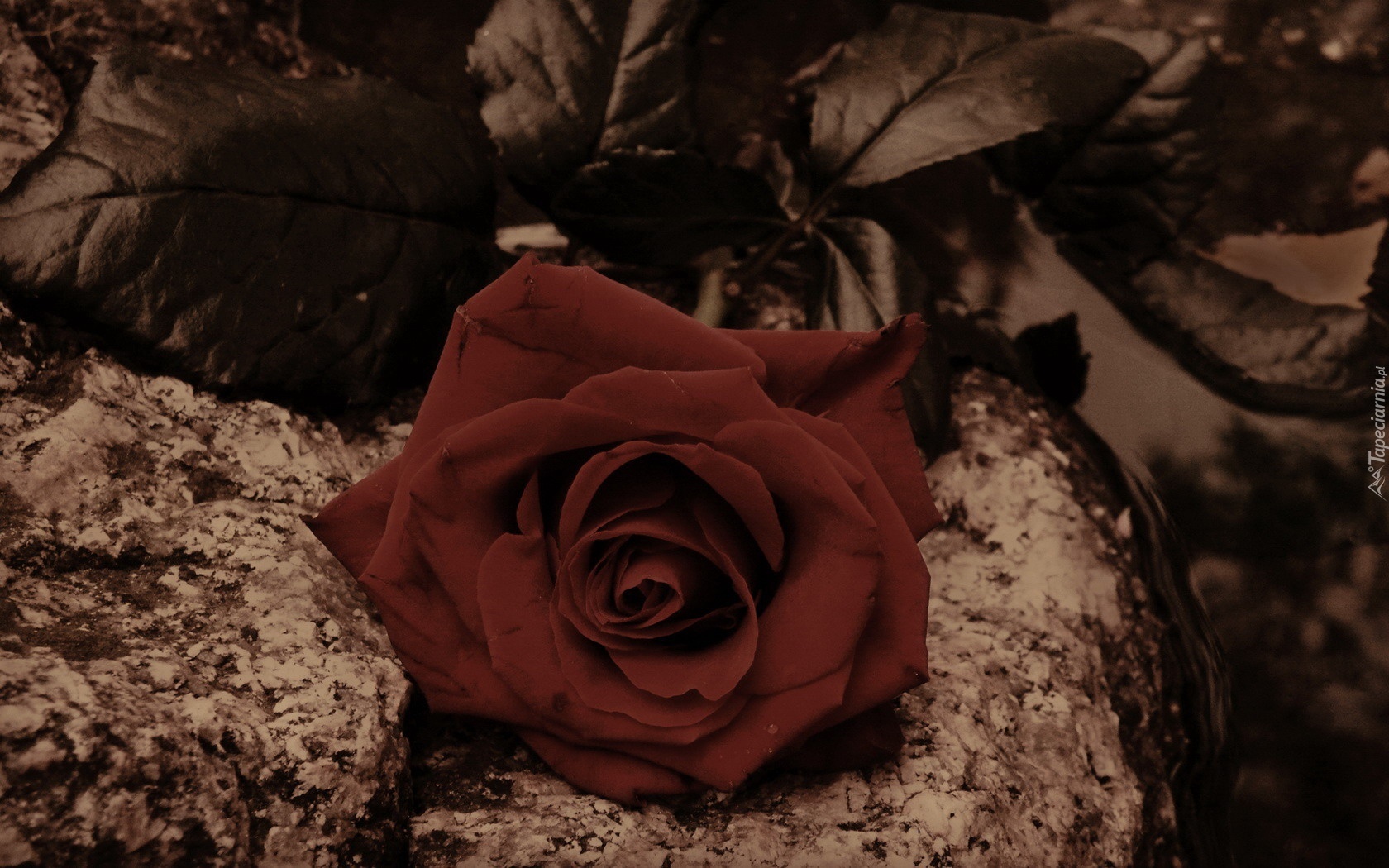 Róża, Skałki