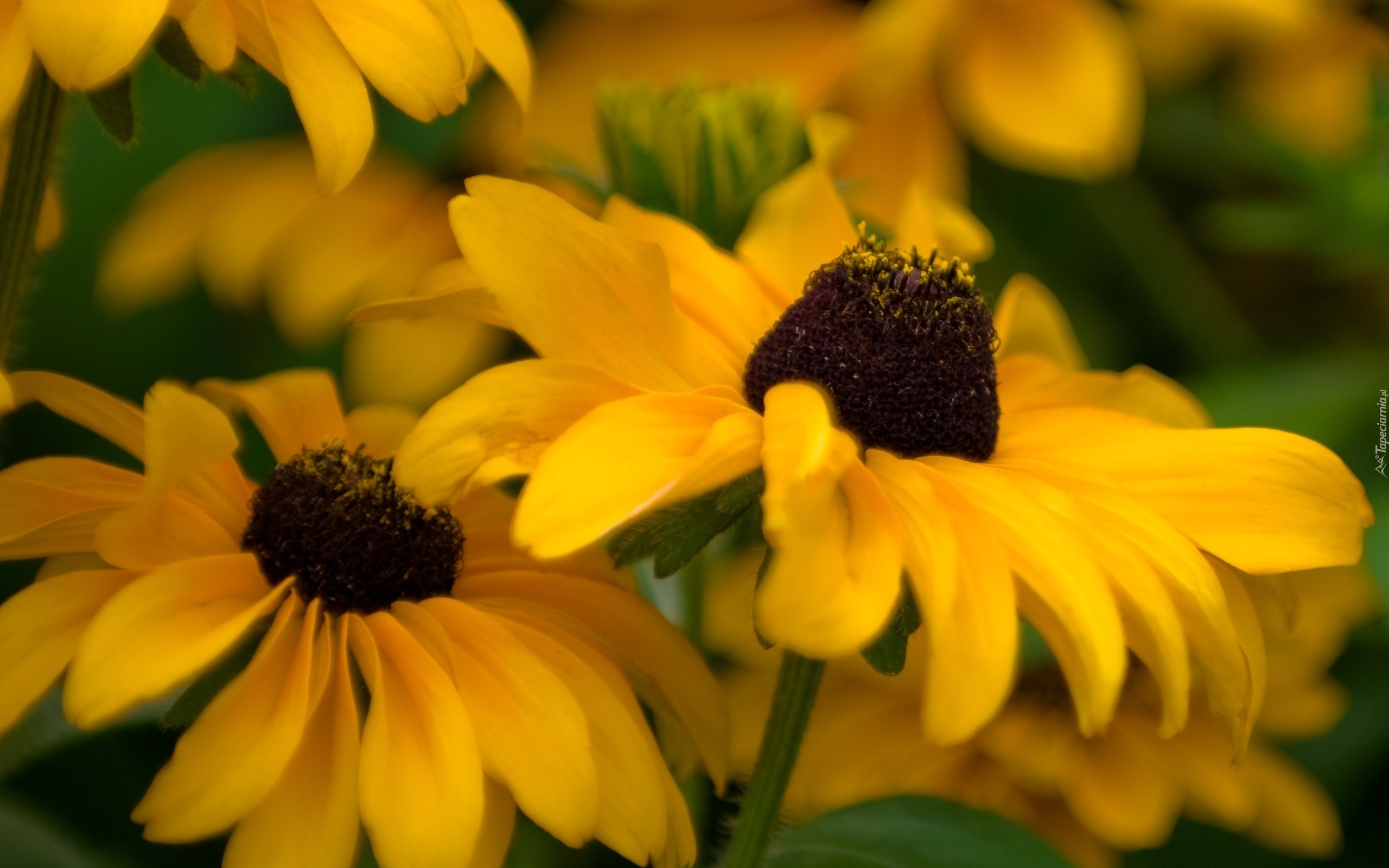 Rudbekia Błyskotliwa