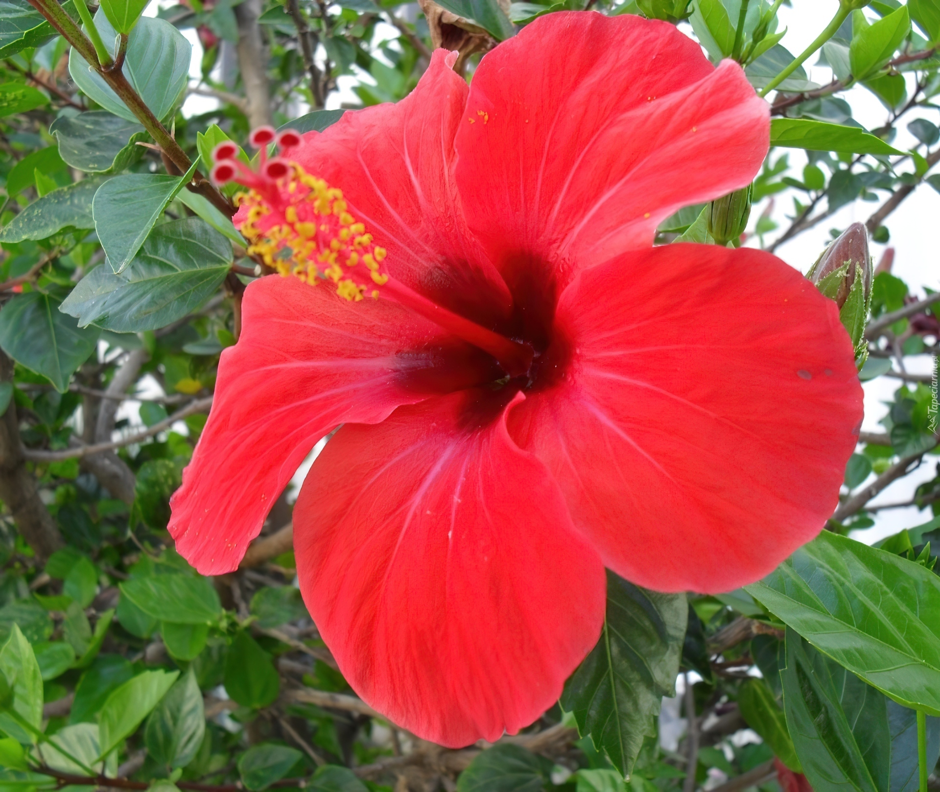 Czerwony, Hibiskus