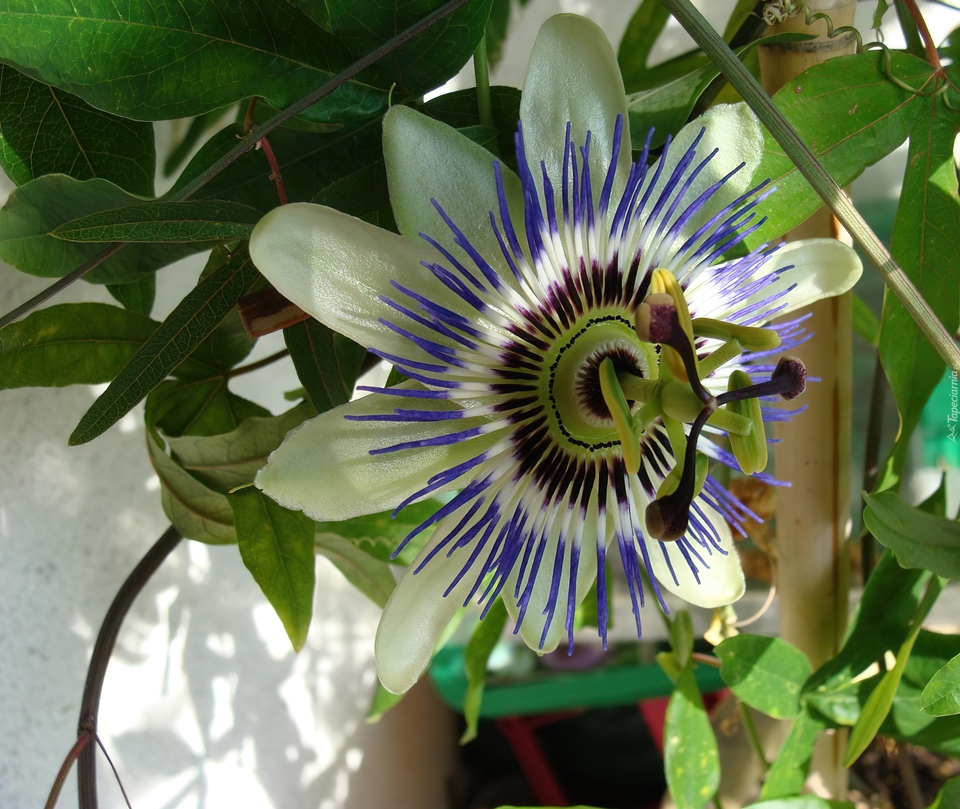 Kremowa, Passiflora