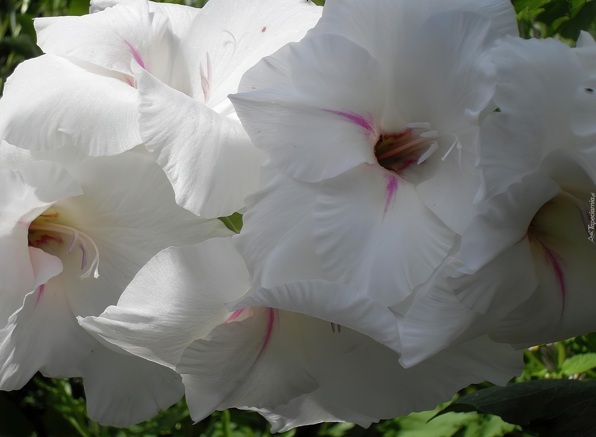 Biała, Gladiola