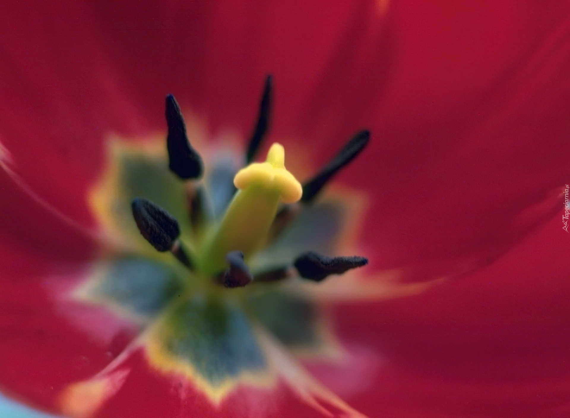 Środek, Czerwonego, Tulipana