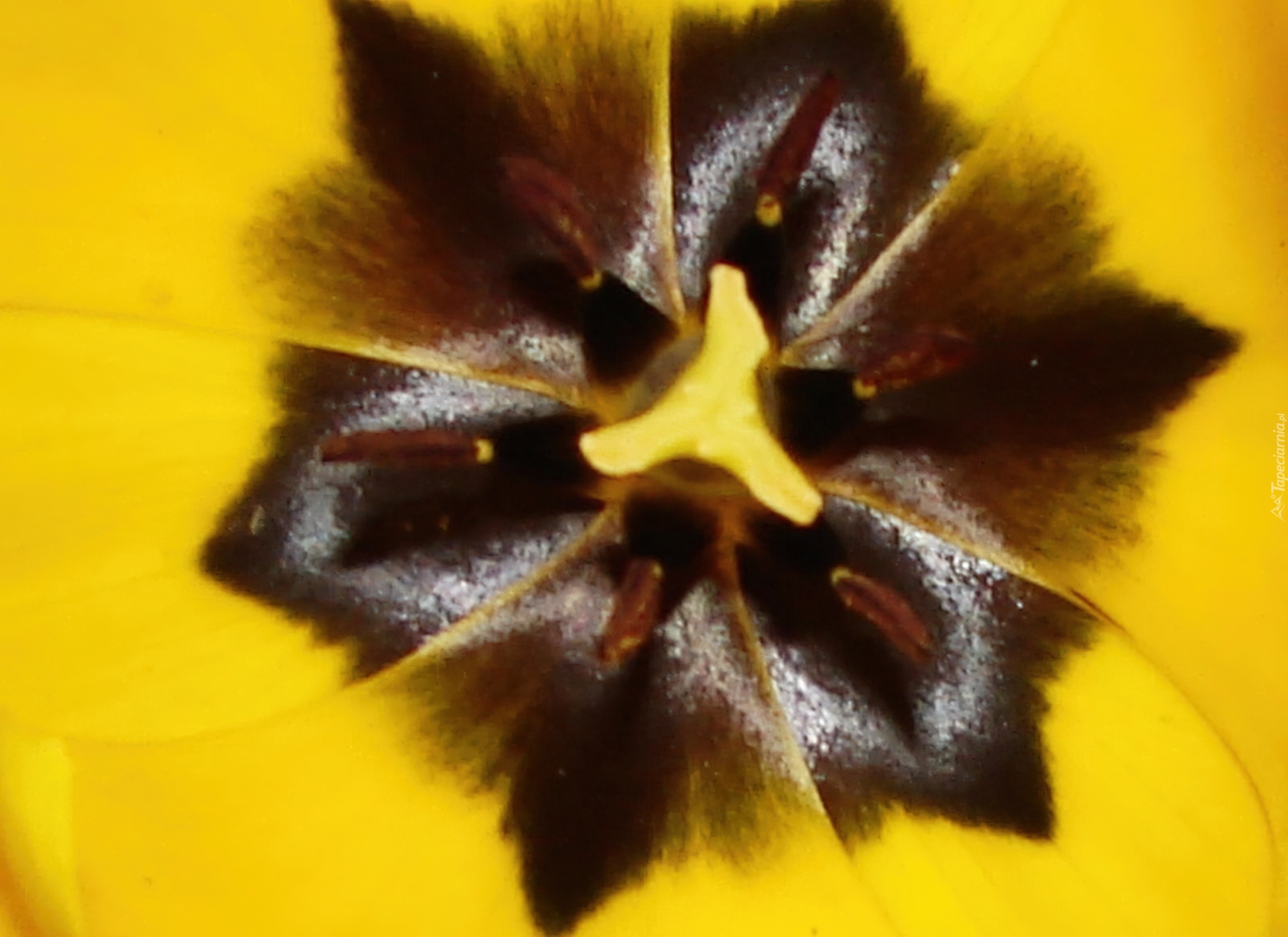 Środek, Żółtego, Tulipana