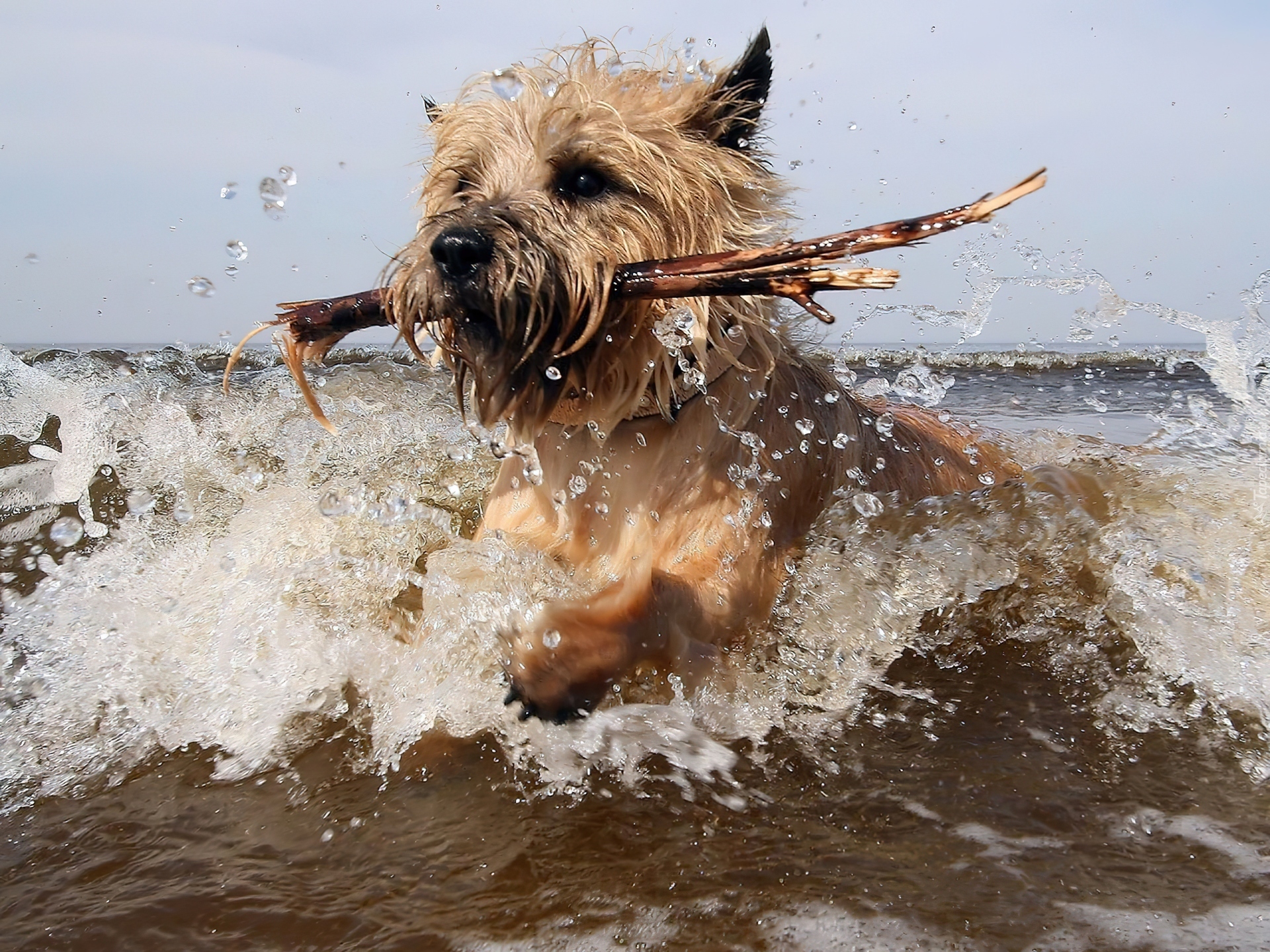 Pies, Cairn Terrier, Patyk