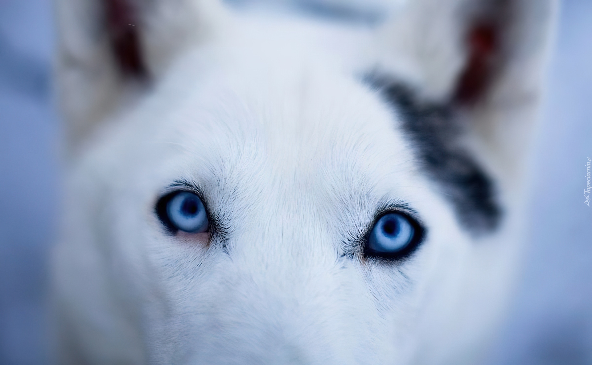 Pies, Niebieskie, Oczy