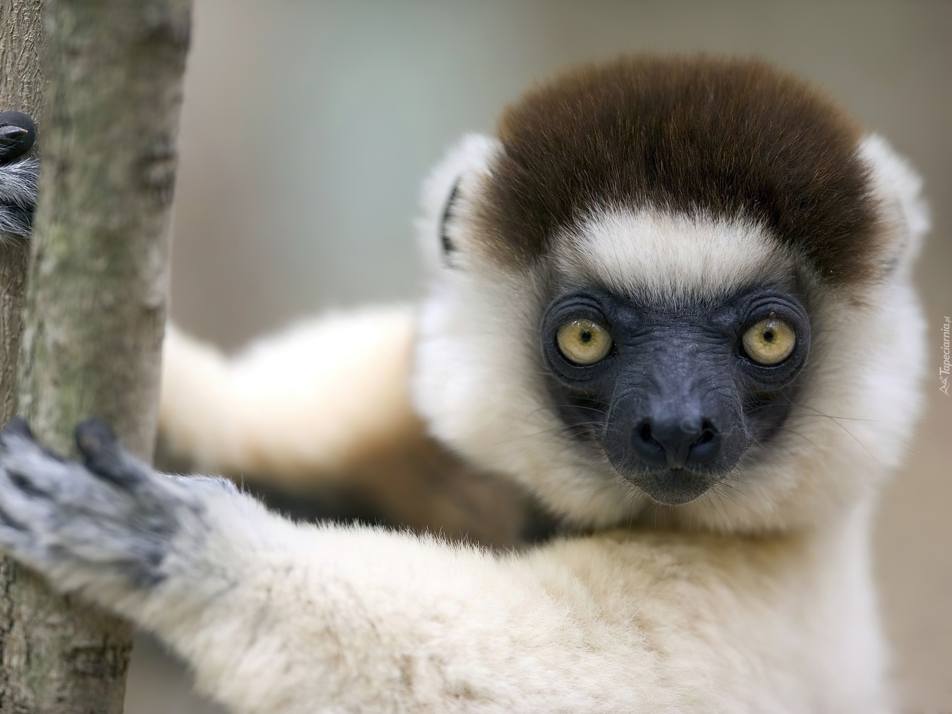 Biało, Czarny, Lemur