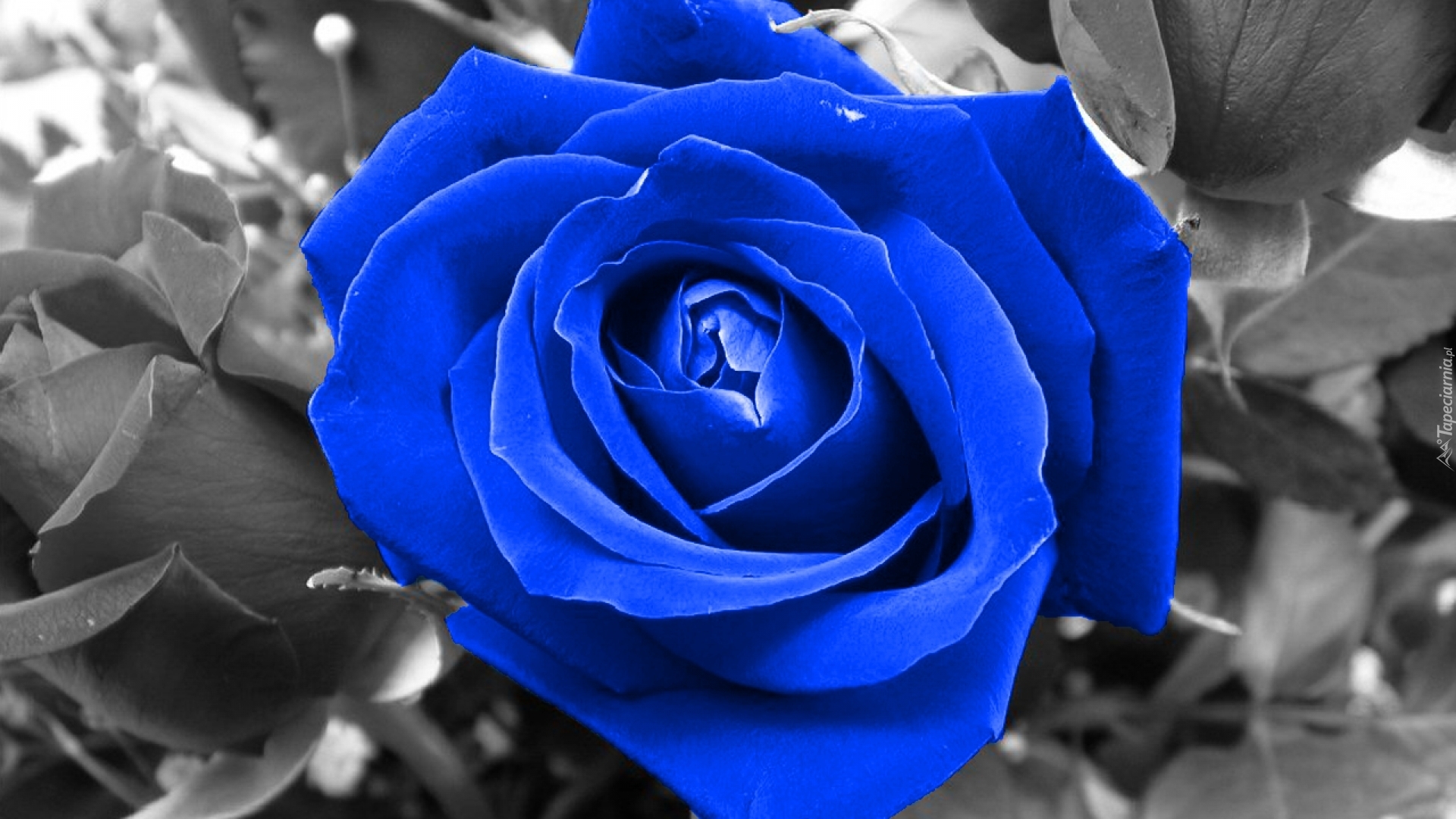 Niebieska, Róża
