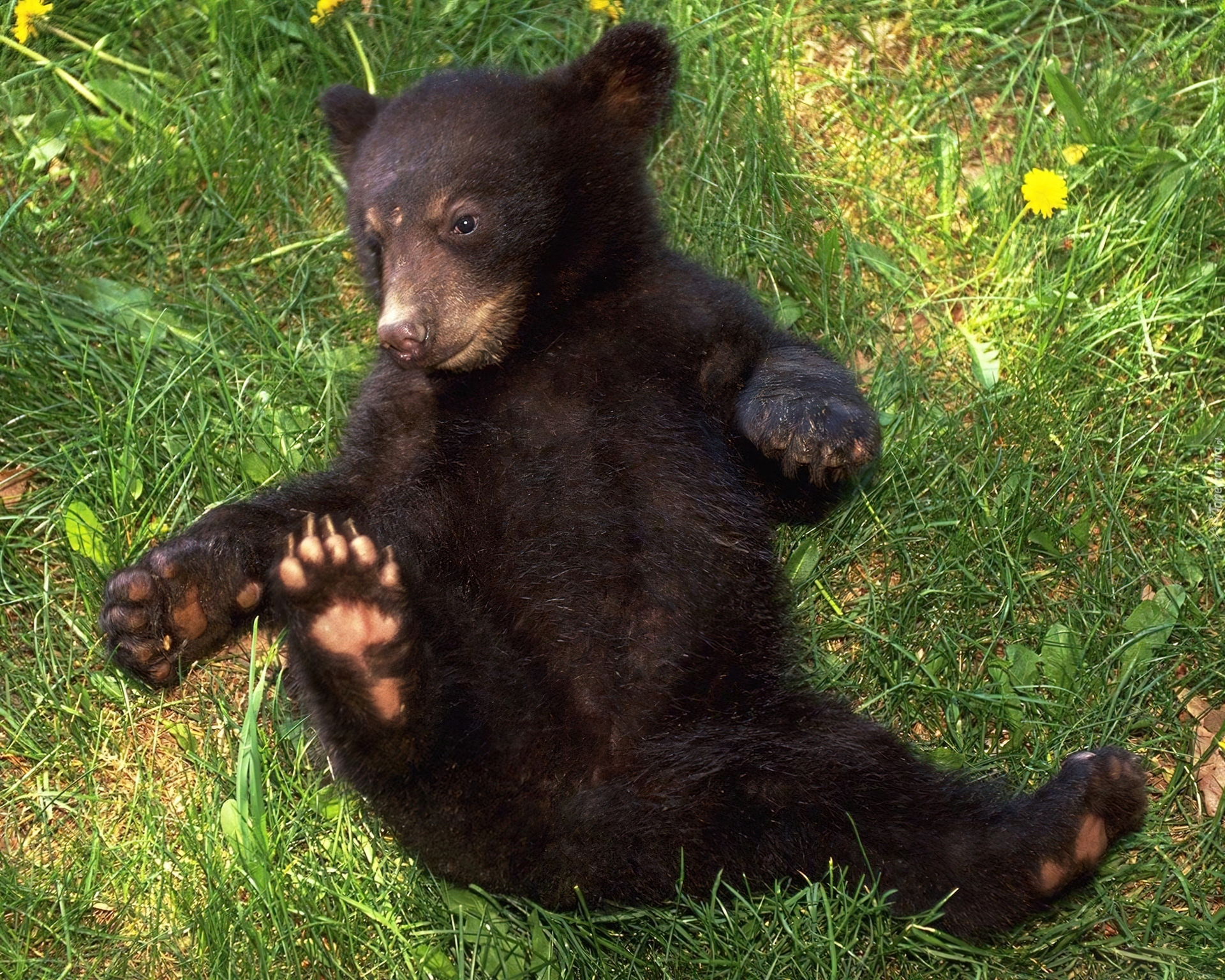 Mały, Grizzly