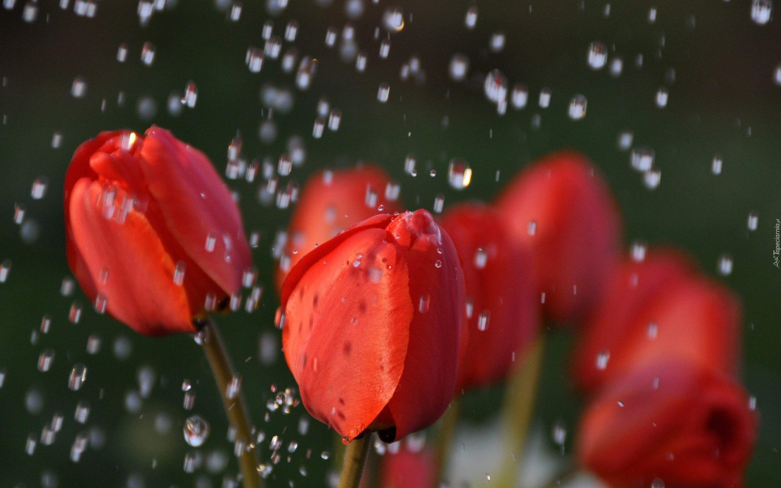 Czerwone, Tulipany, Deszcz