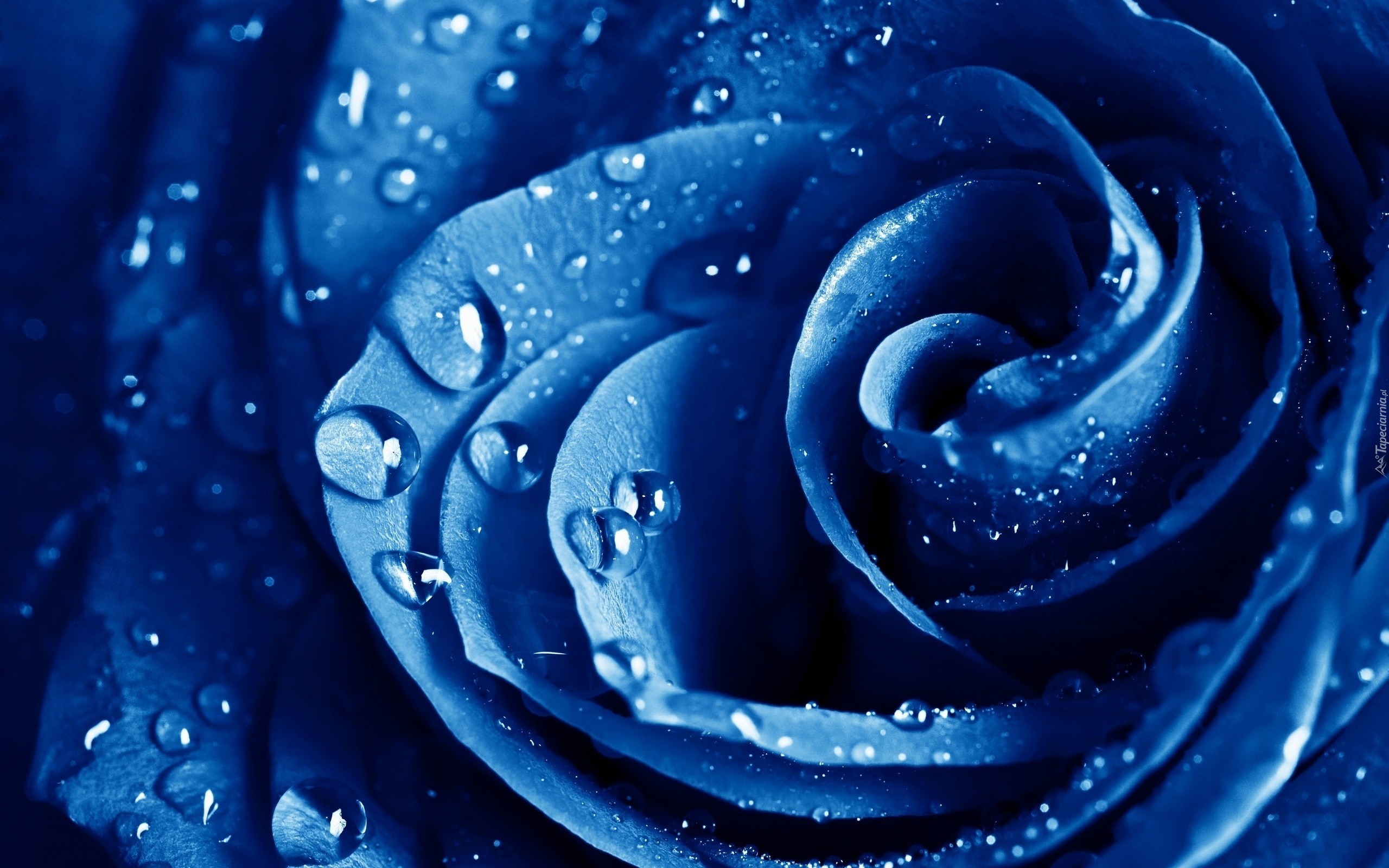 Niebieska, Róża, Krople, Wody