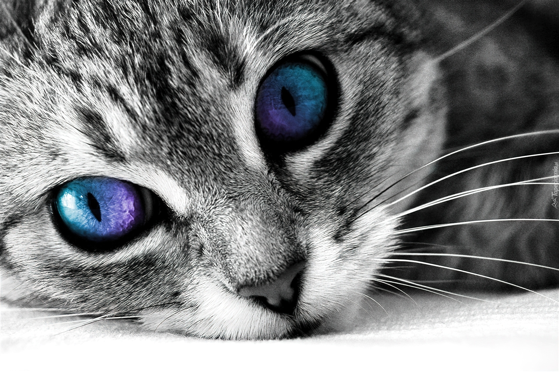 Kot, Kolorowe, Oczy