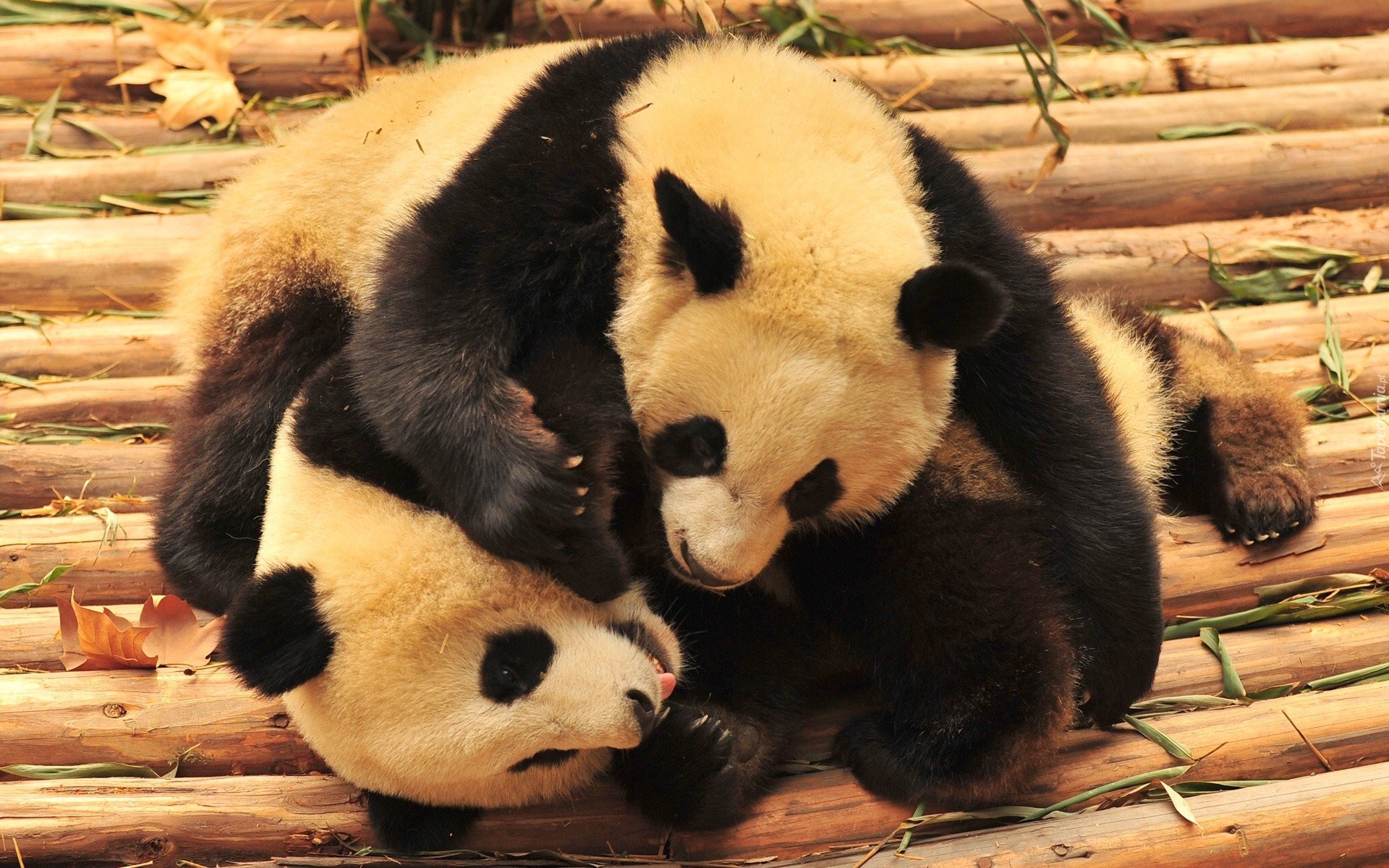 Pandy, ZOO