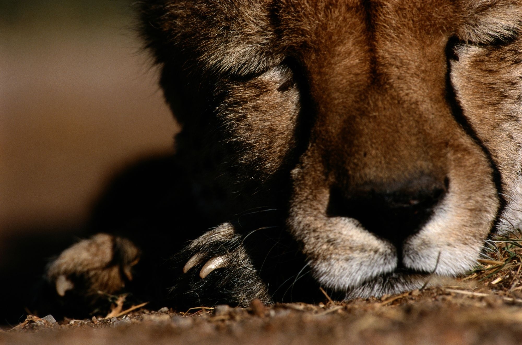 Śpiący, Gepard