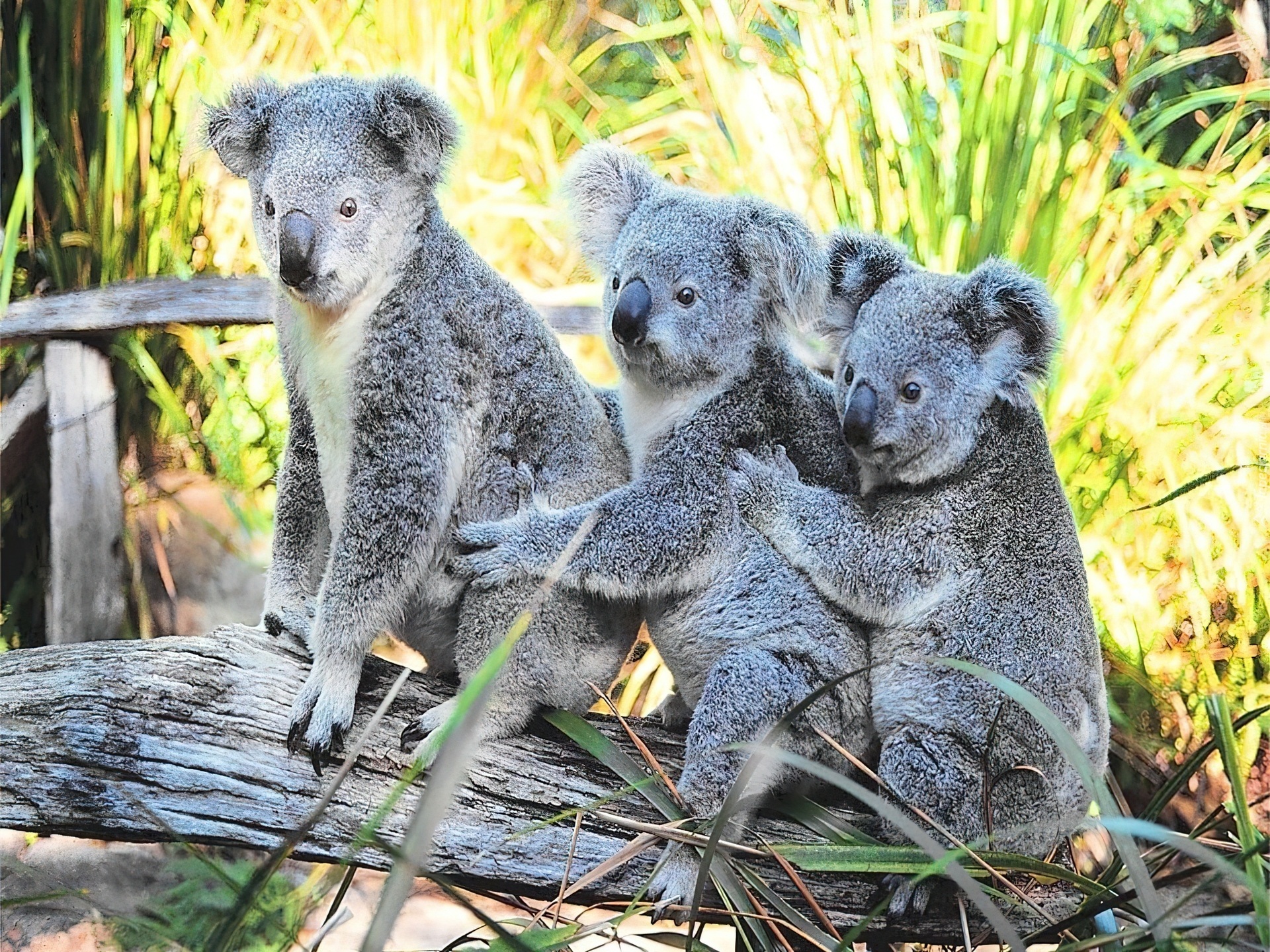 Как называется коала. Животные Австралии коала. Австралия сумчатые коала. Сумчатый мишка коала. Медведи коалы в Австралии.