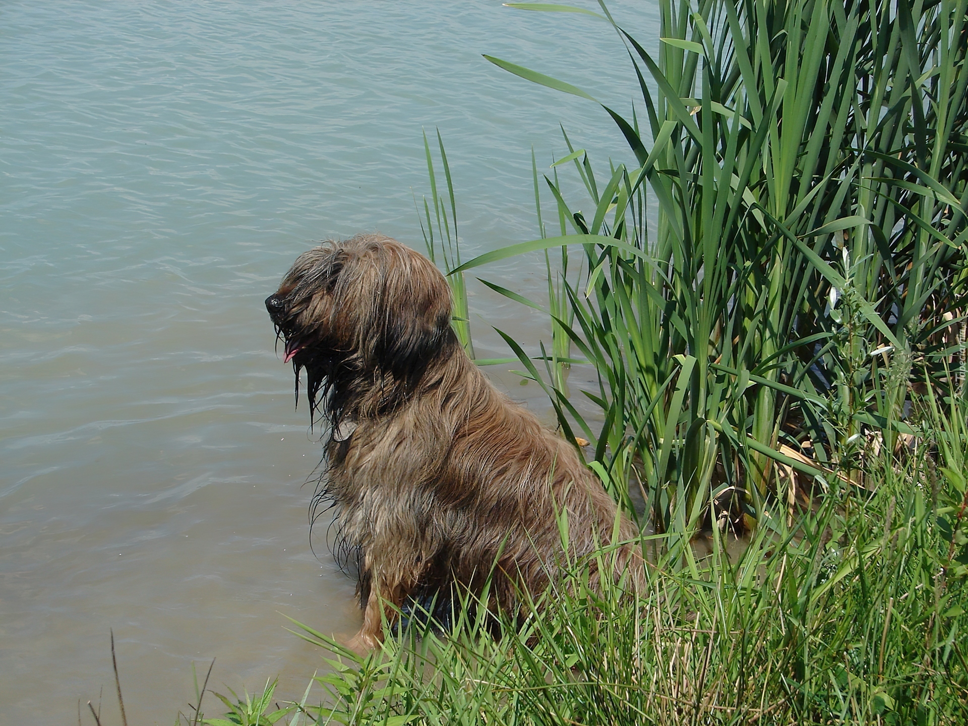 Owczarek Francuski Briard, Woda