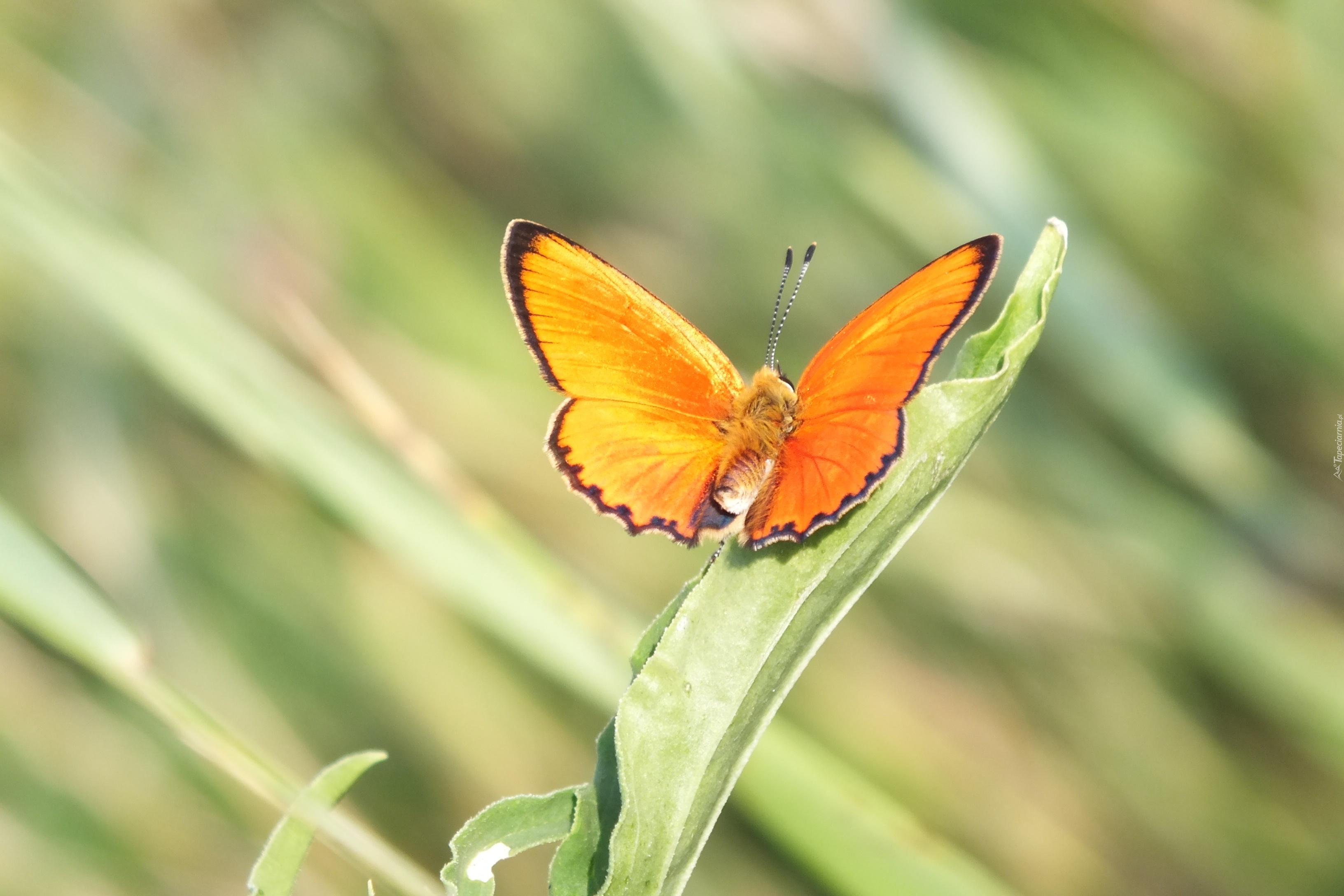 Pomarańczowy, Motyl