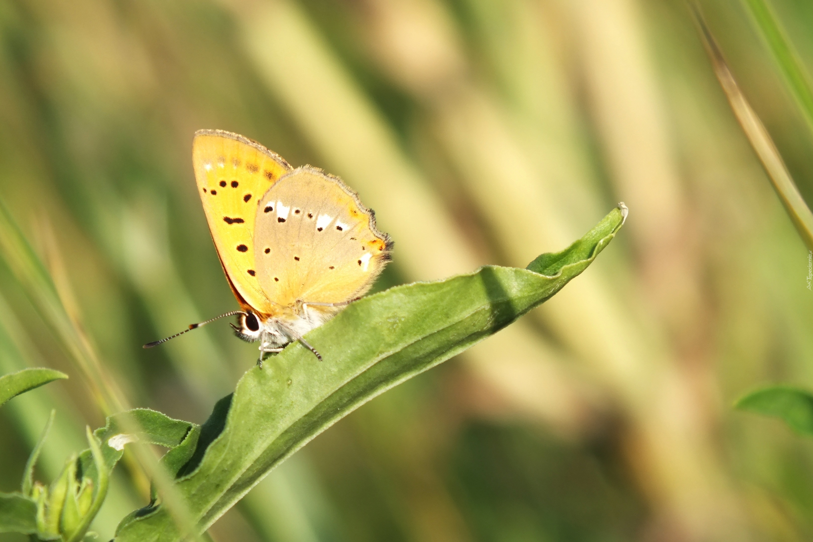 Motyl, Lato