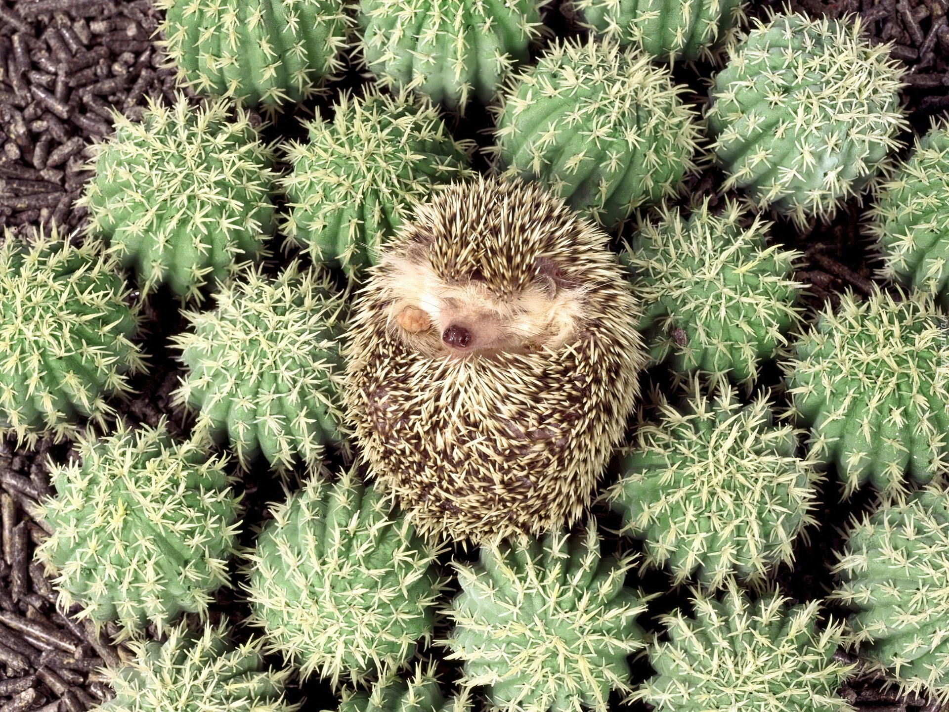 Jeżyk, Kaktusy
