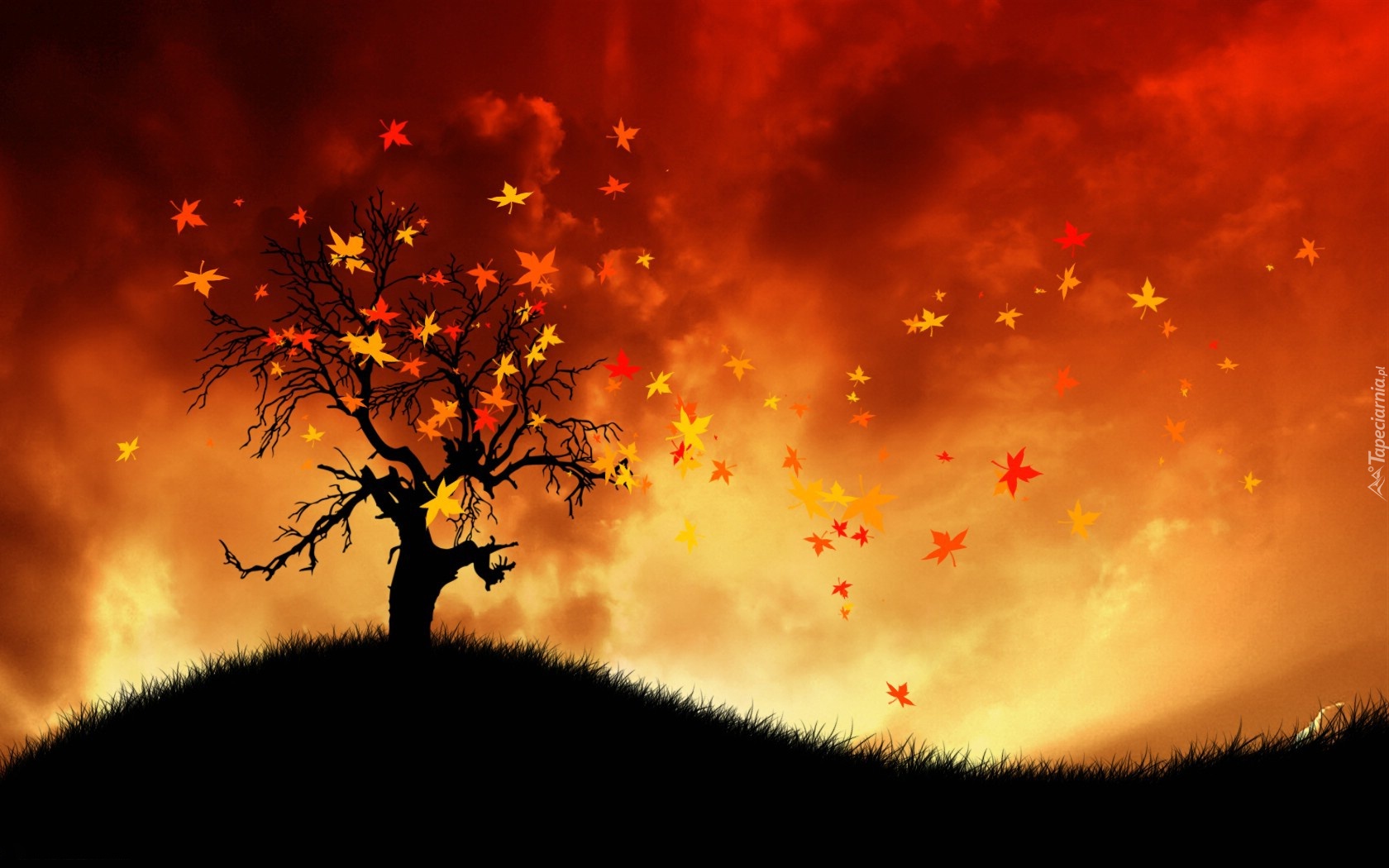 Jesień, Drzewo, Liście