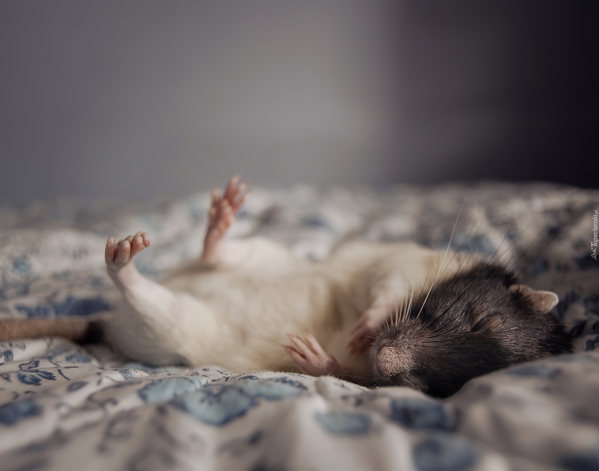 Почему крысы спят