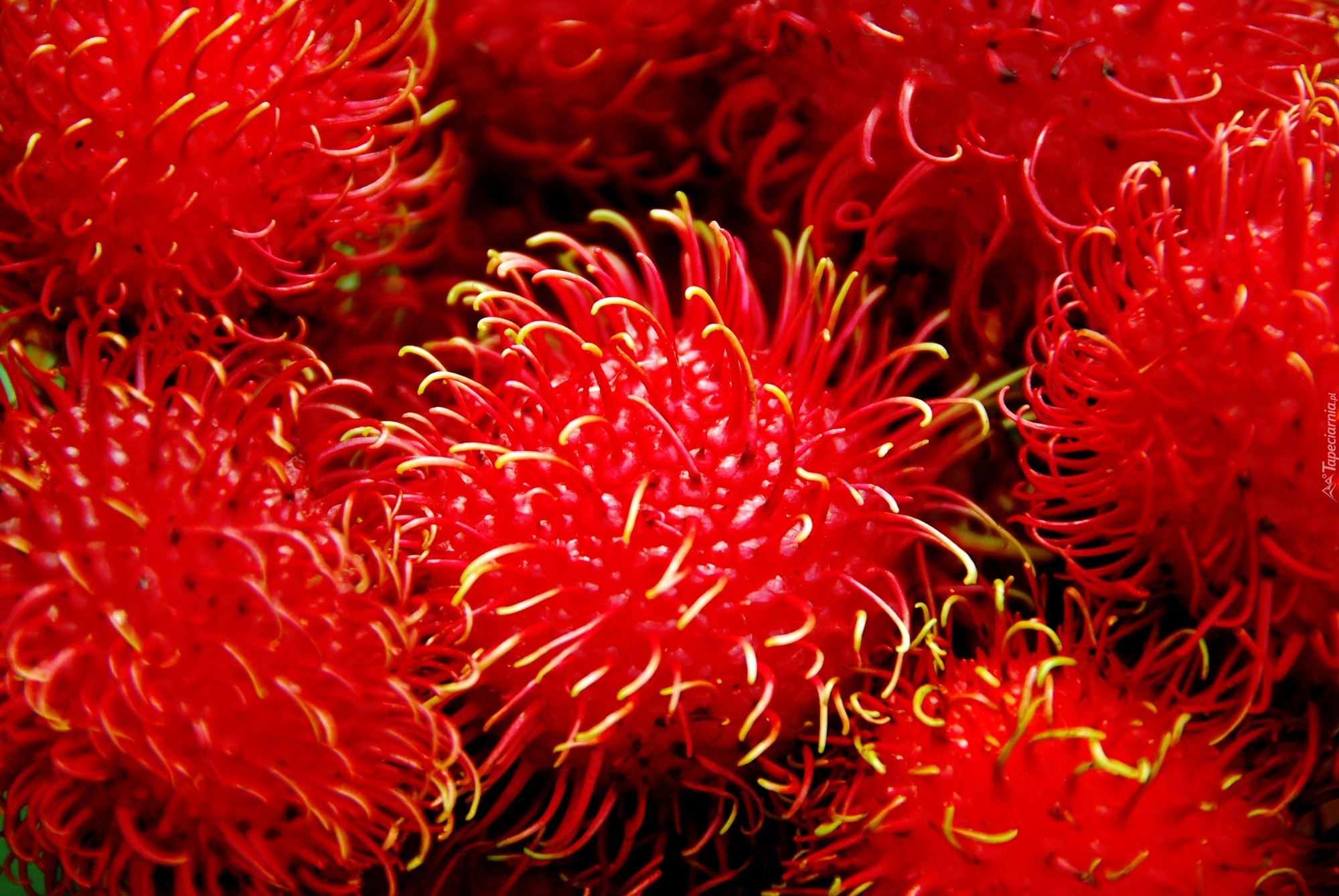 Rambutan, Owoce