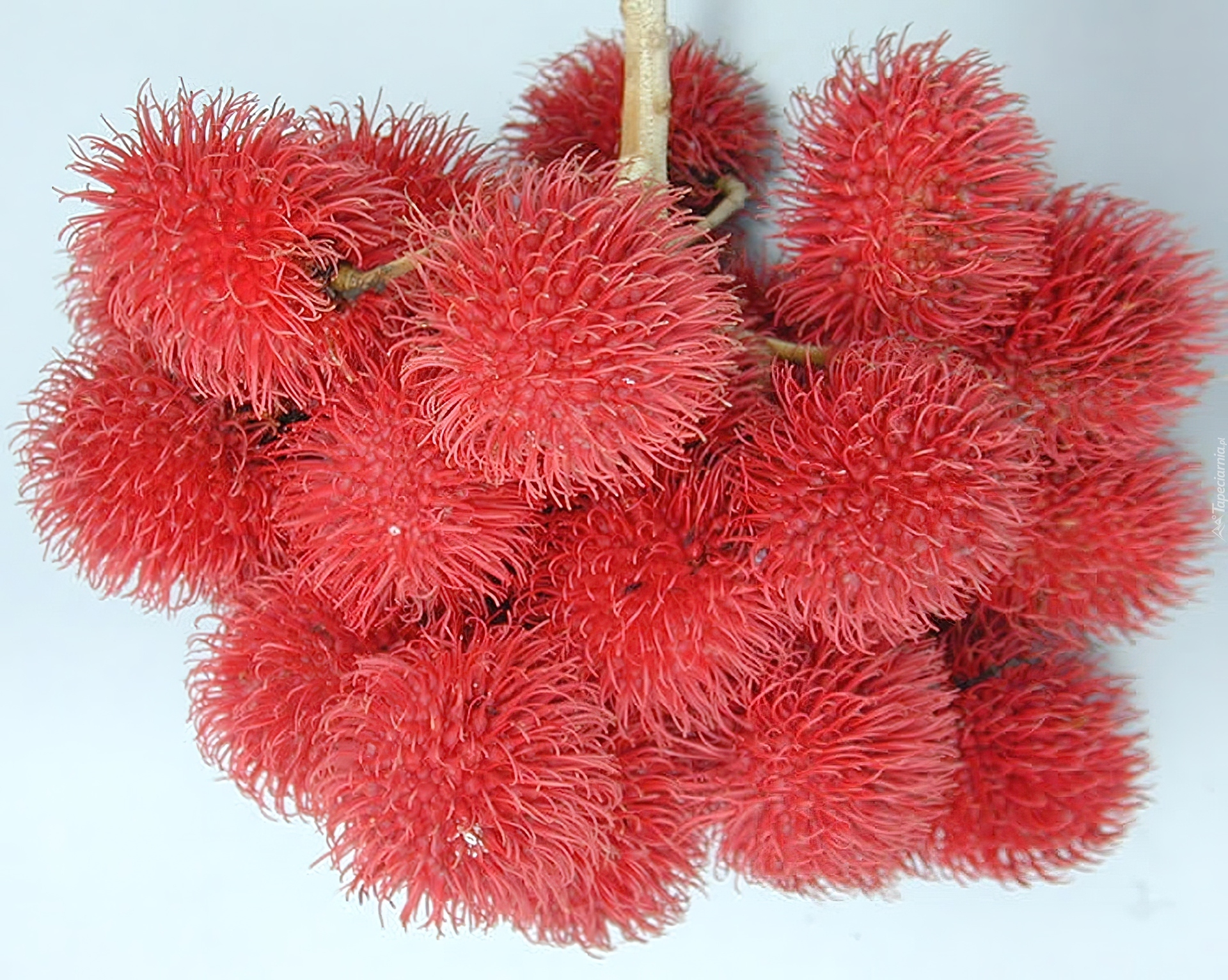 Rambutan, Owoce