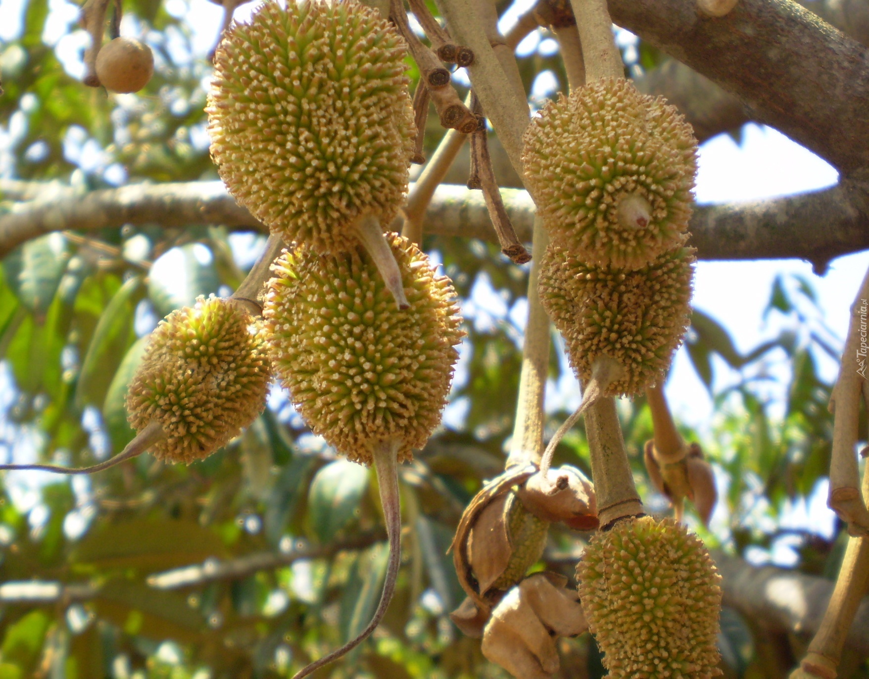 Durian, Owoce