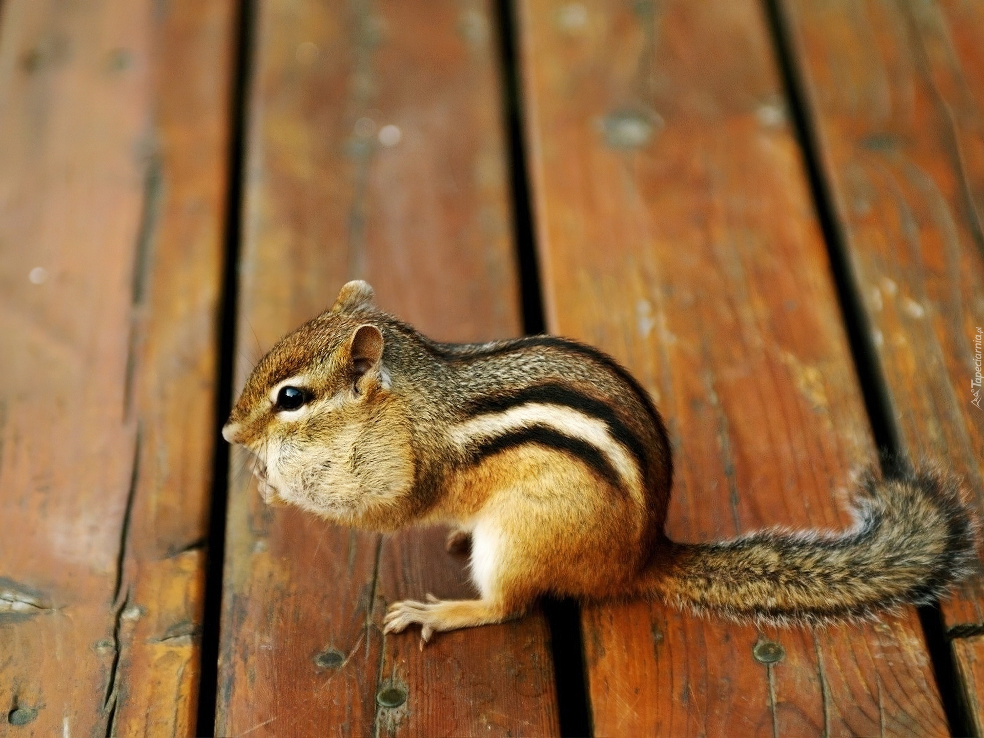 Chipmunk, Deski